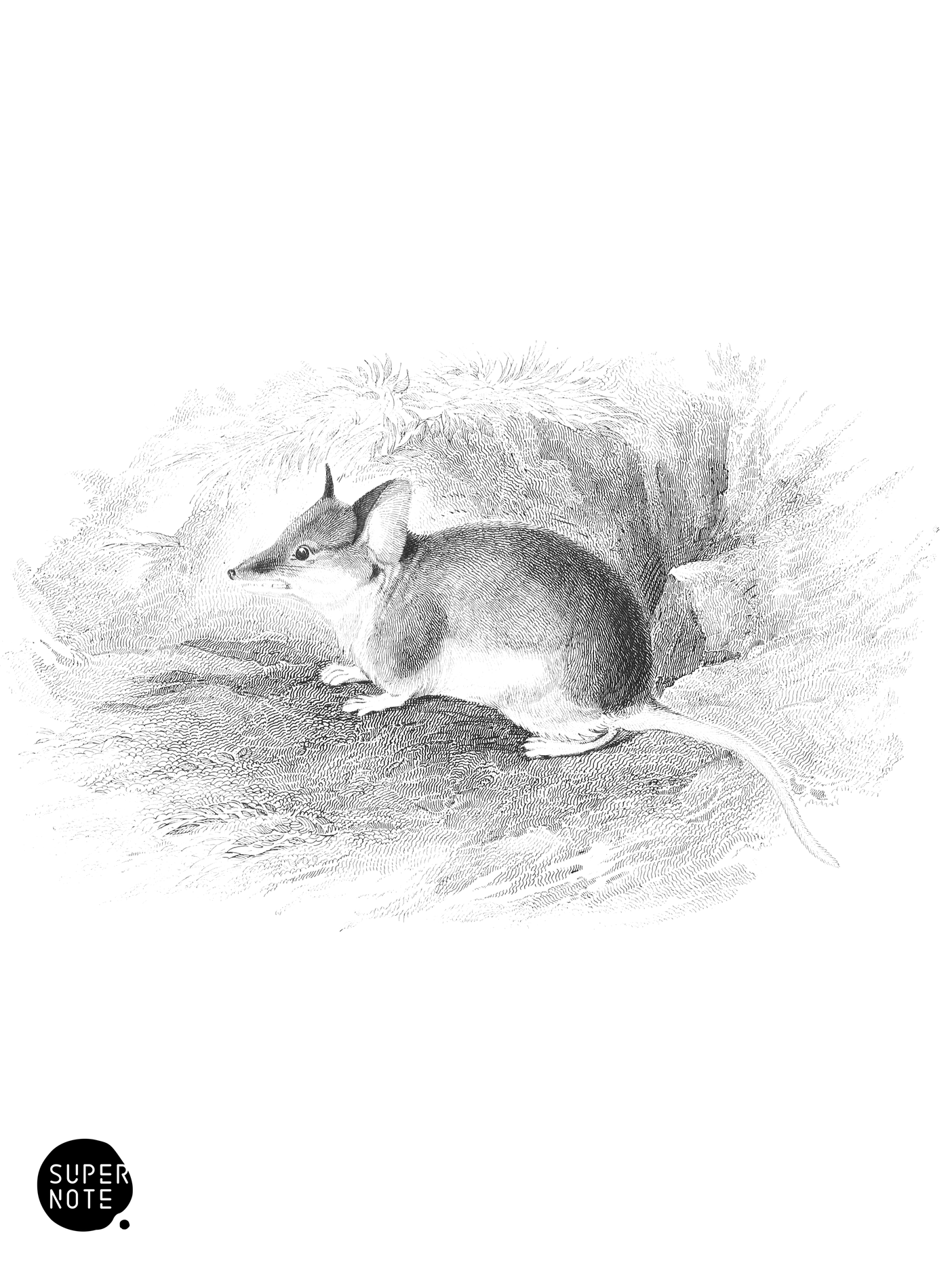 Murine Phascogale (vol-30 plate-10).png