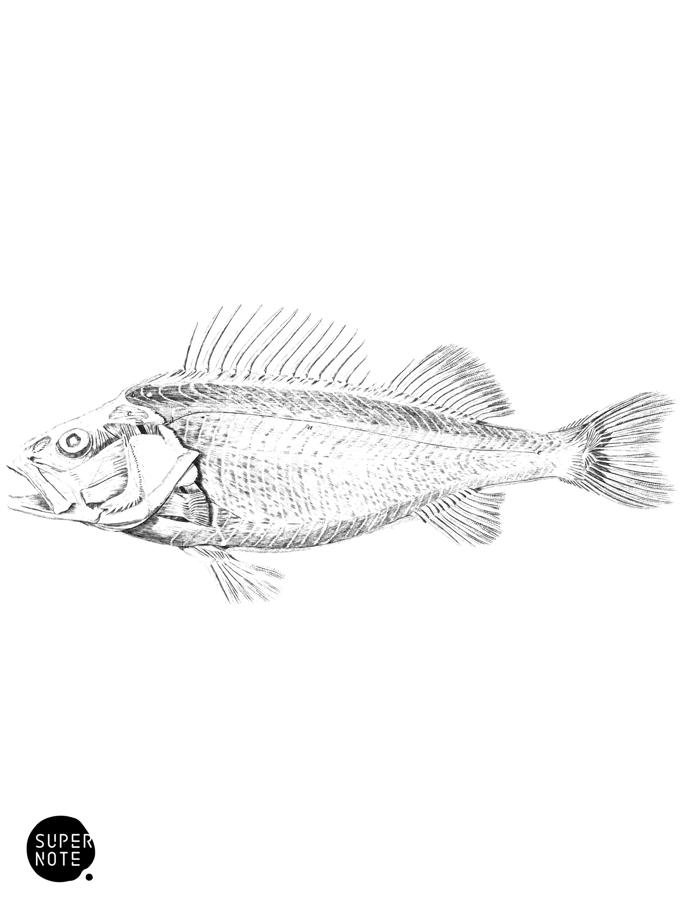 Muscles of the Common Perch (vol-07 plate-31).png