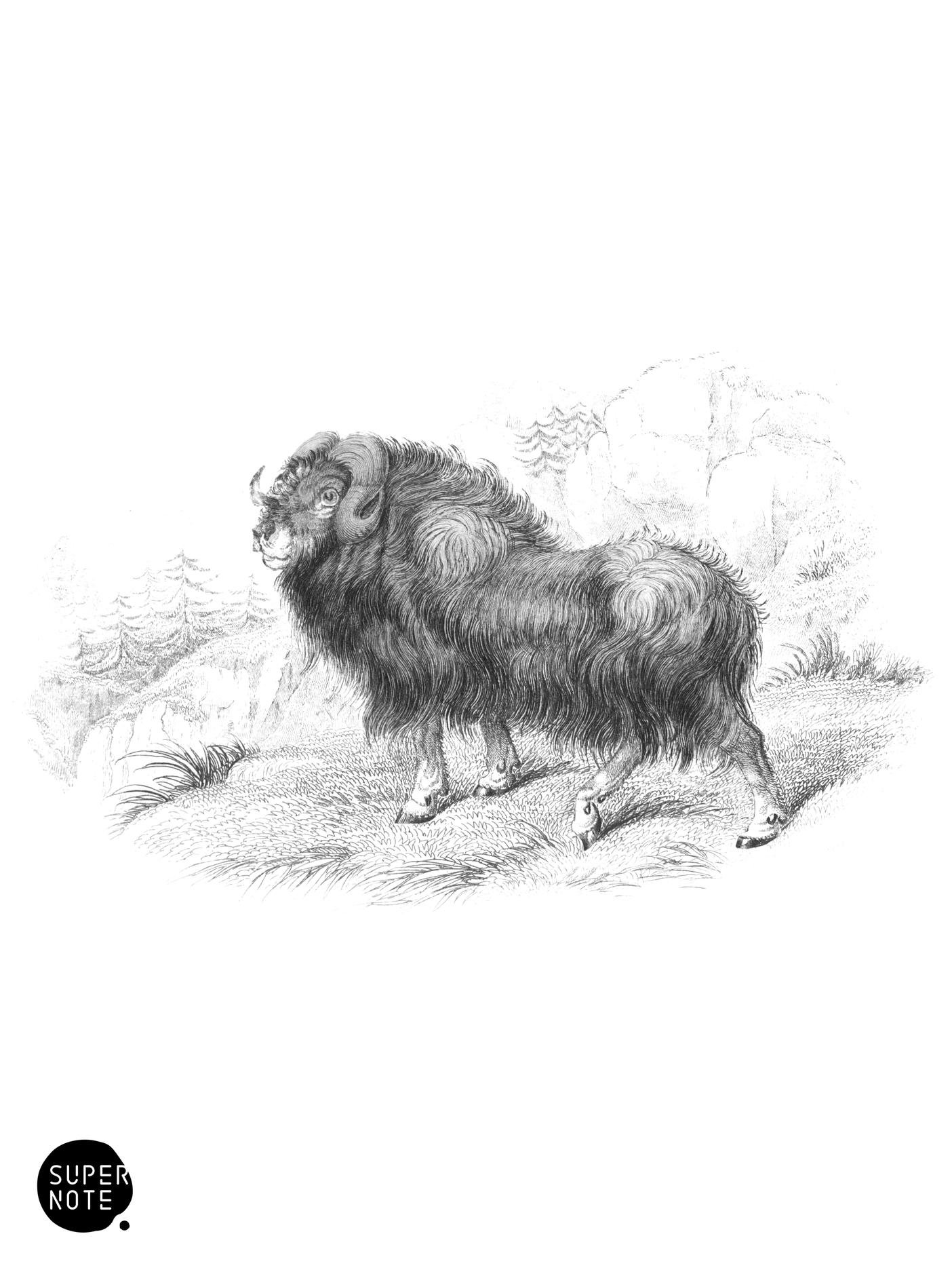 Musk Ox (vol-12 plate-23).png