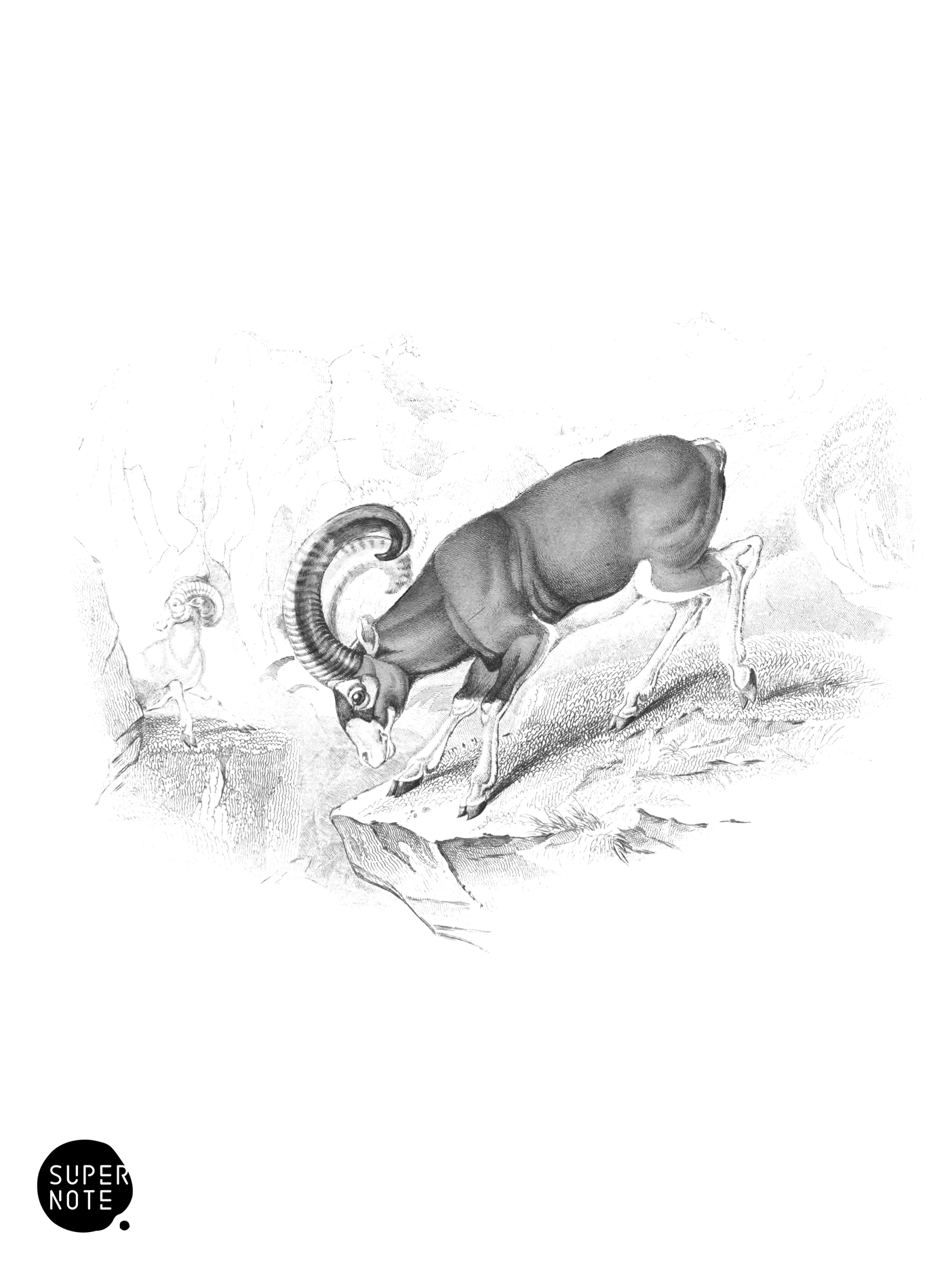 Musmon of Corsica (vol-12 plate-11).png