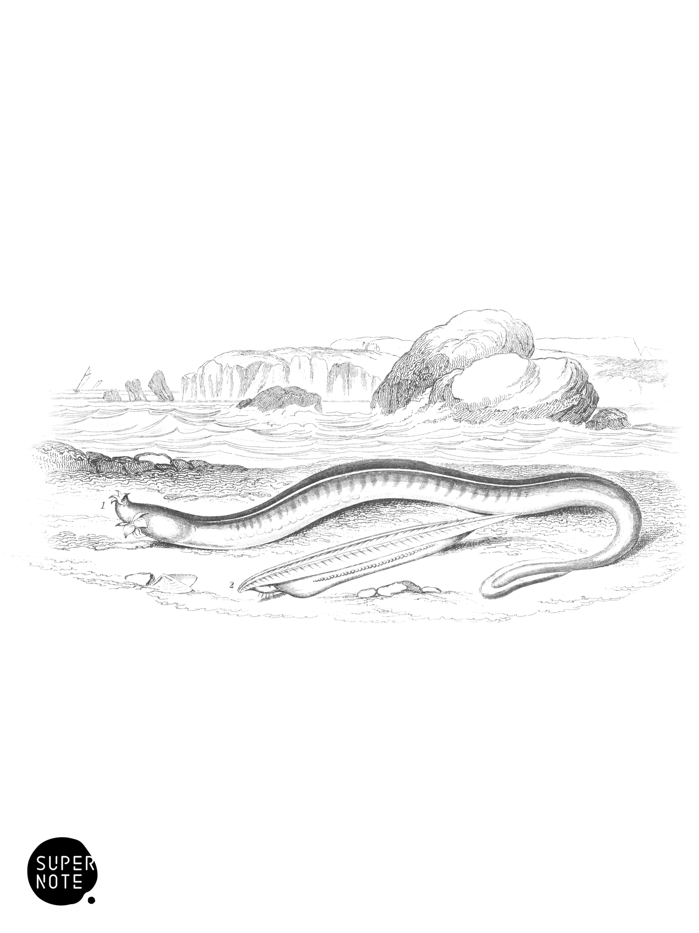 Myxine, or Glutinous Hag & Lancelot (vol-39 plate-34).png