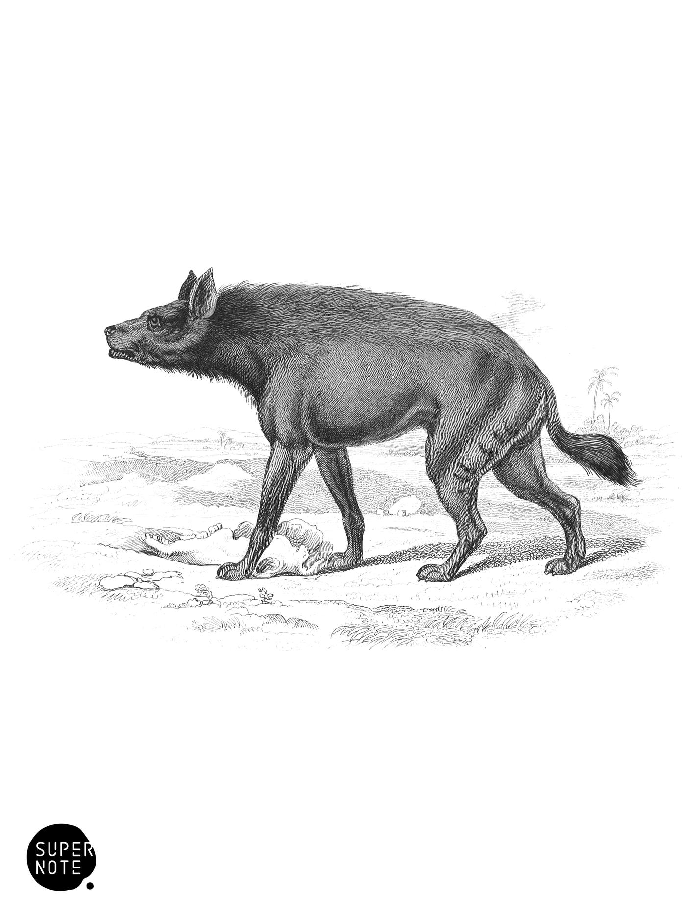 Naked Hyæna of the Deserts of Nubia (vol-28 plate-27).png
