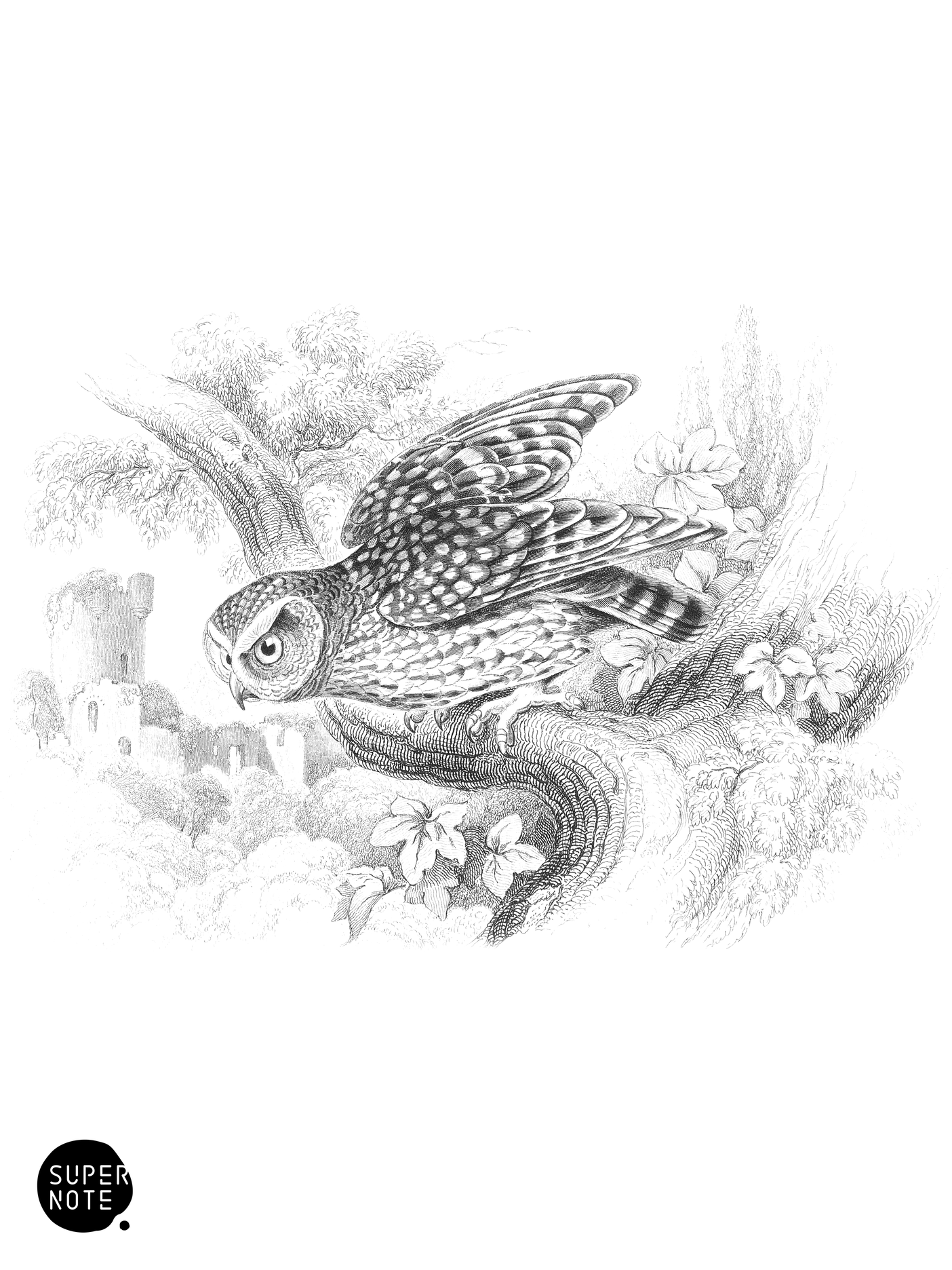 Naked-Footed Night Owl (vol-20 plate-30).png