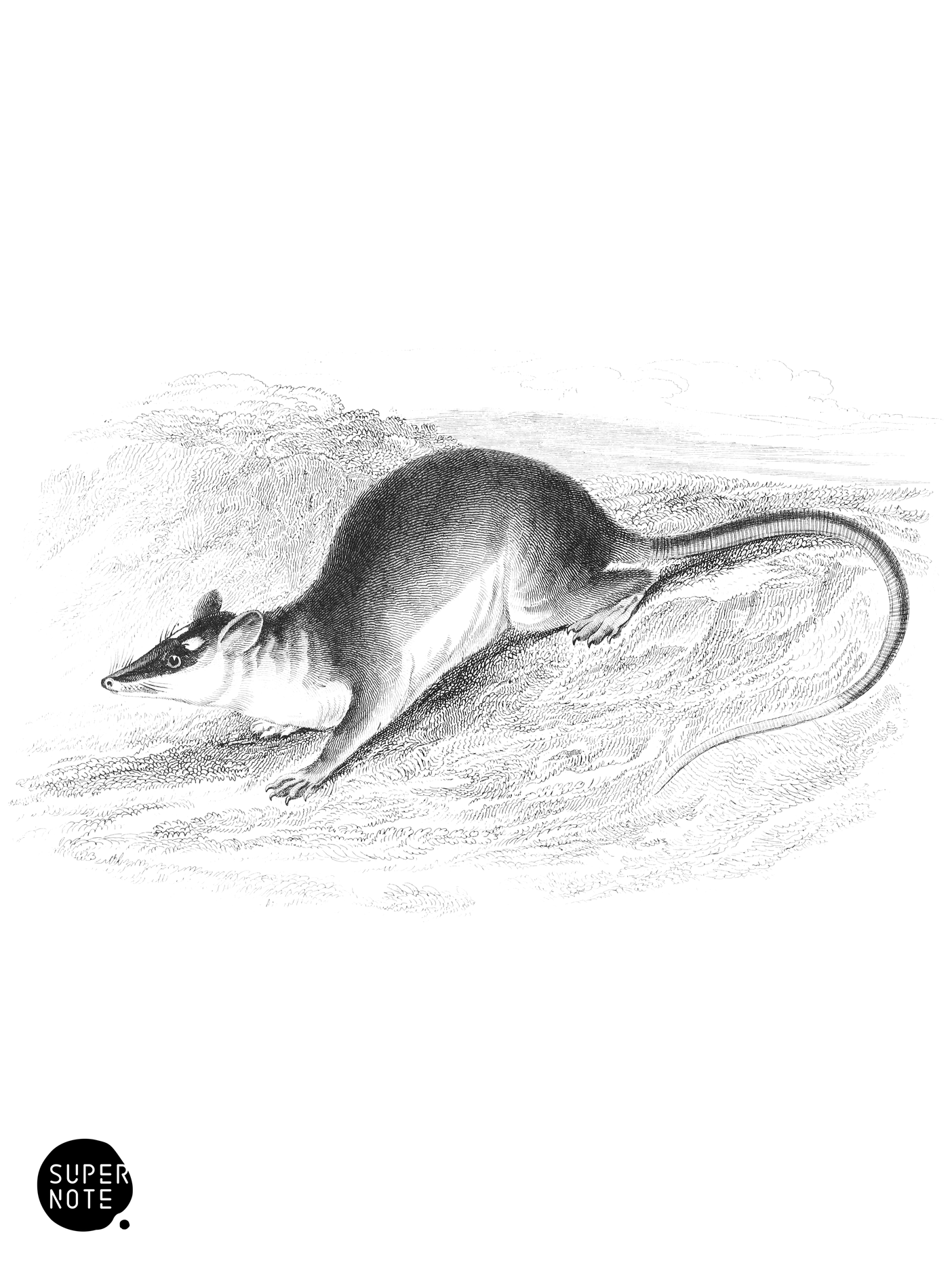 Naked-Tailed Opossum (vol-30 plate-2).png