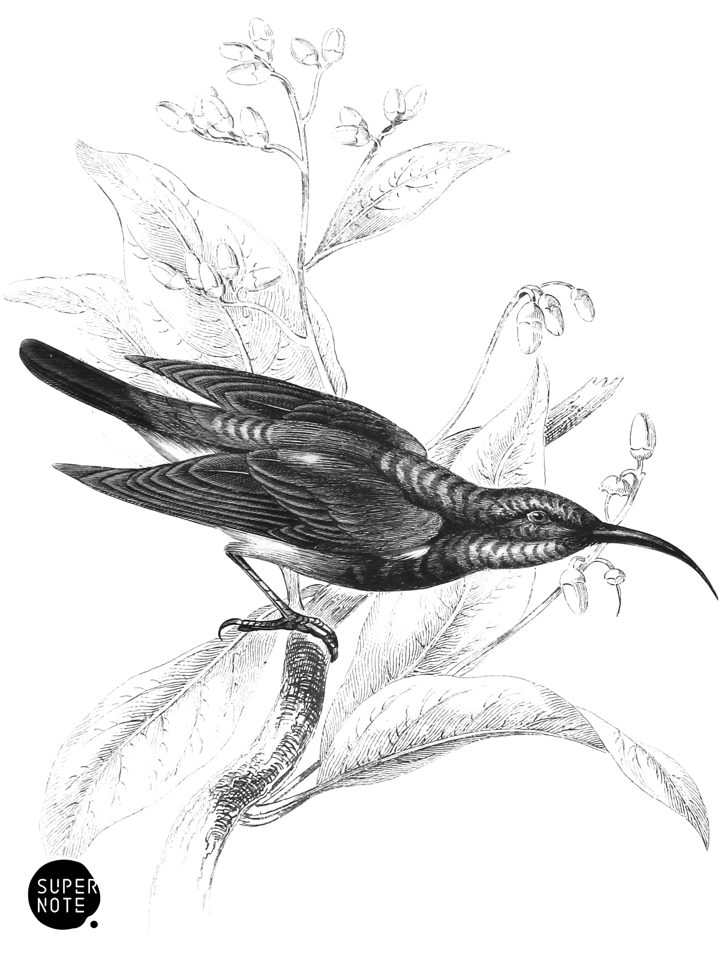 Namaqua, or White-Vented Sun-Bird (vol-36 plate-8).png