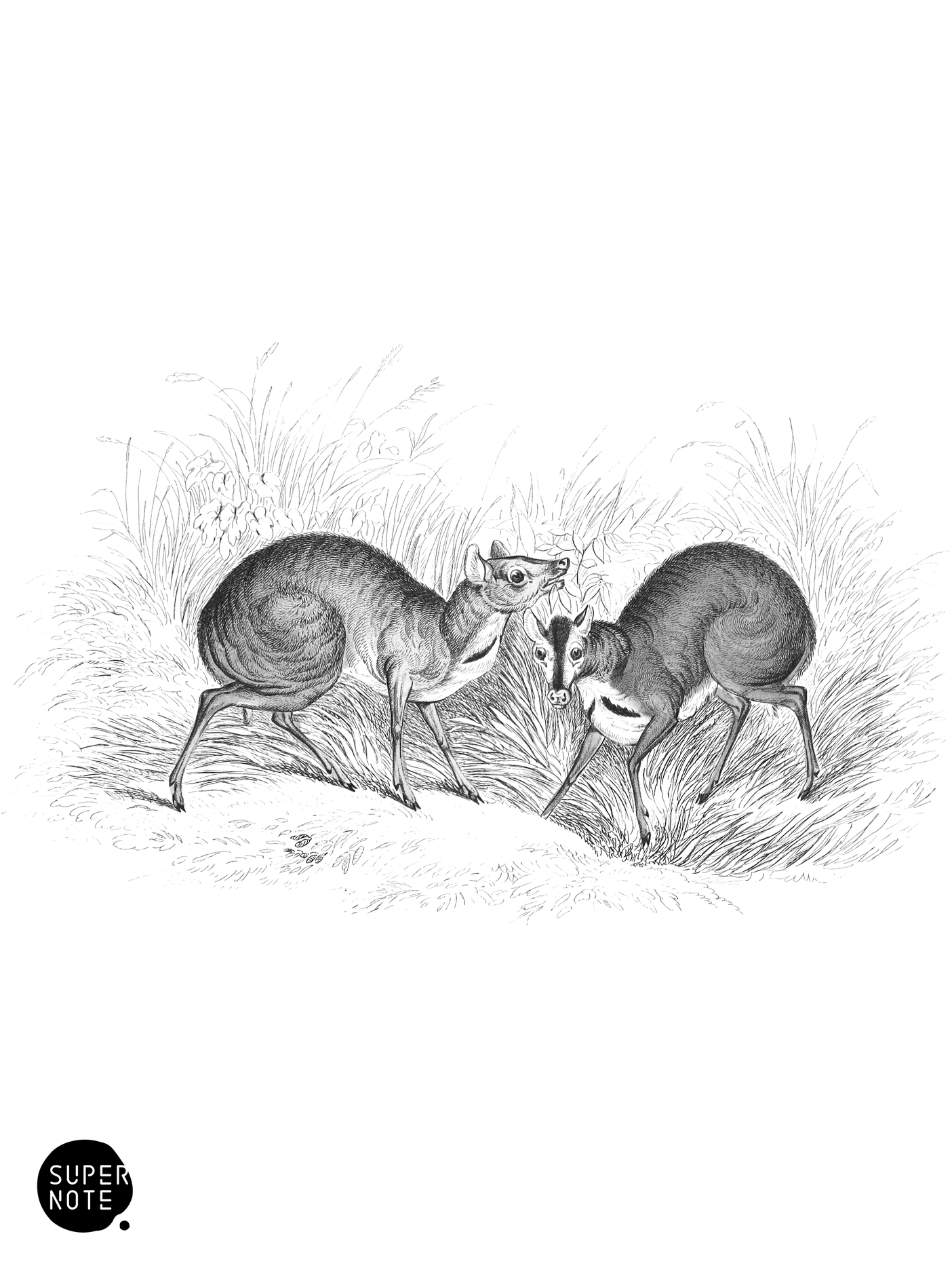 Napu Musk (vol-11 plate-4).png