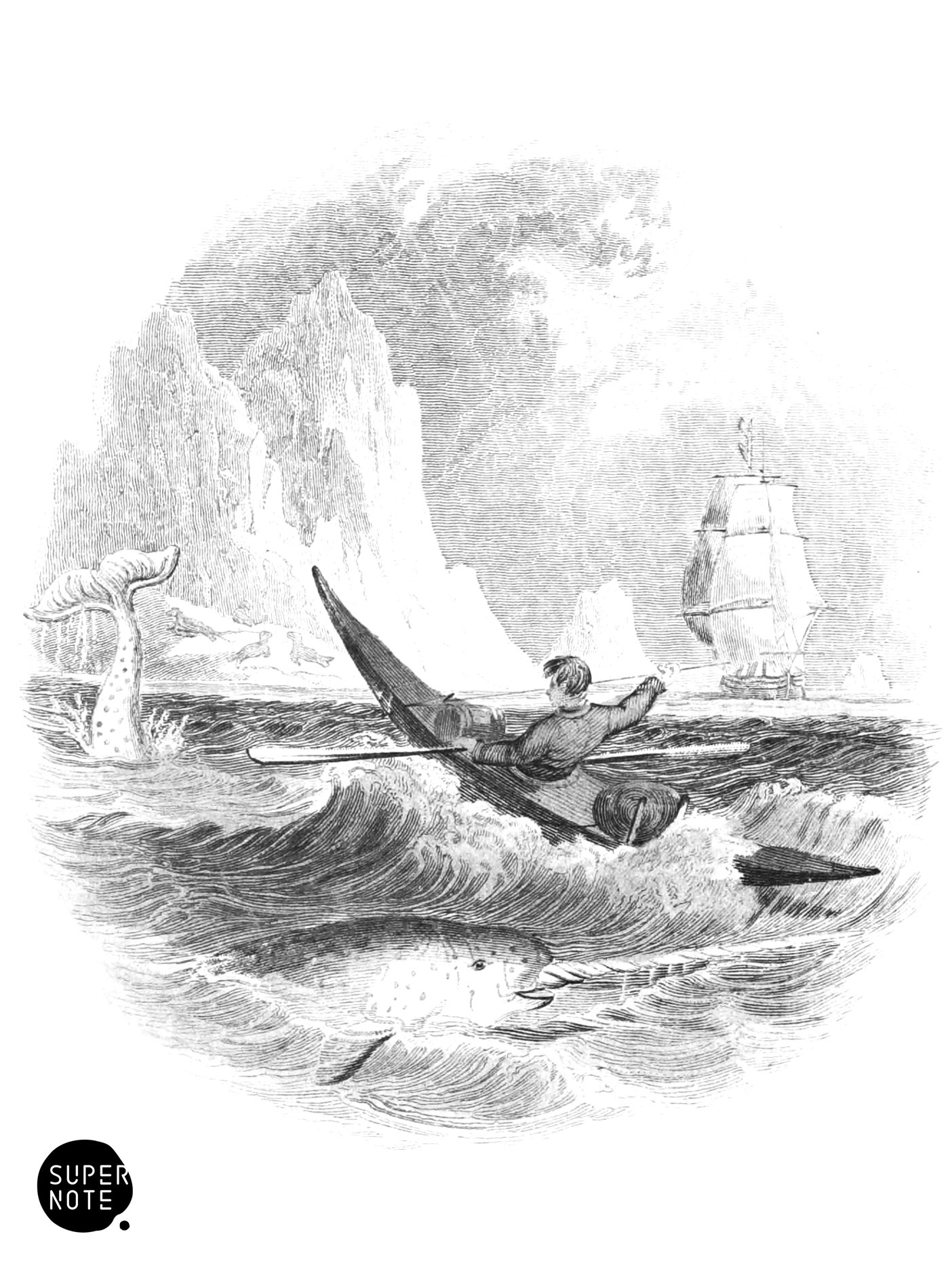 Narwhal (vol-16 vignette).png