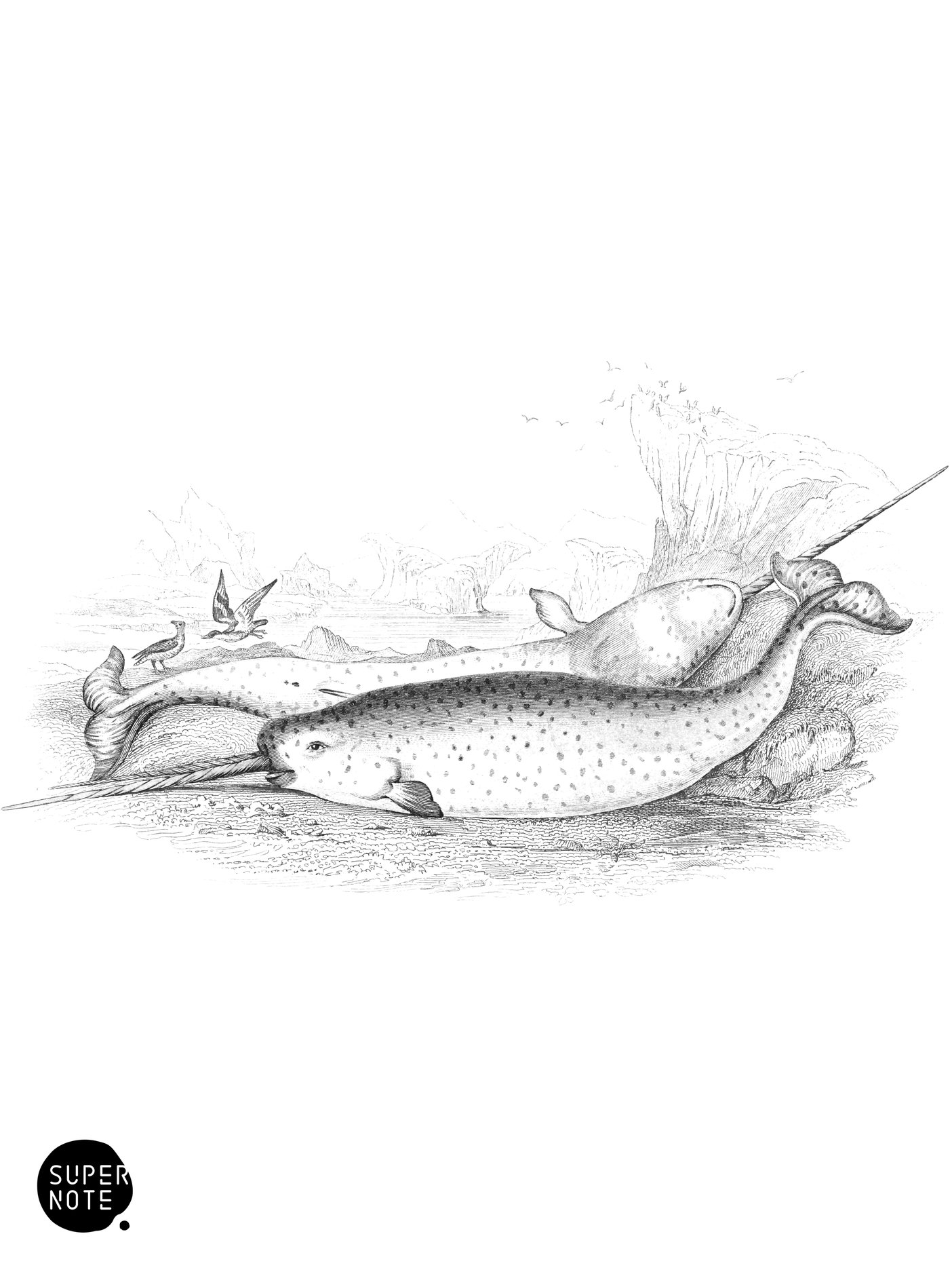 Narwhal, or Sea Unicorn (vol-16 plate-11).png