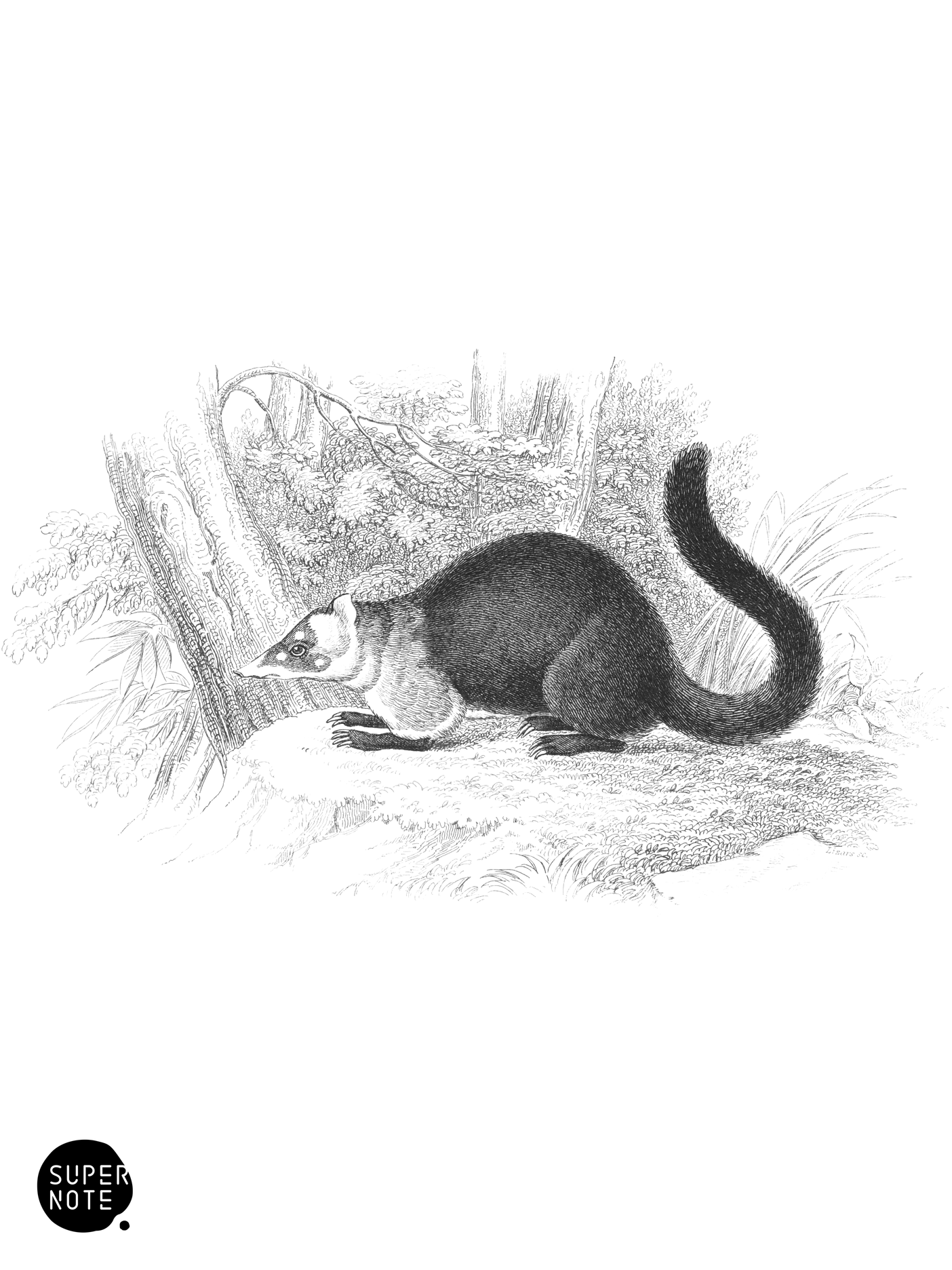 Nasua monachus (vol-35 plate-18).png