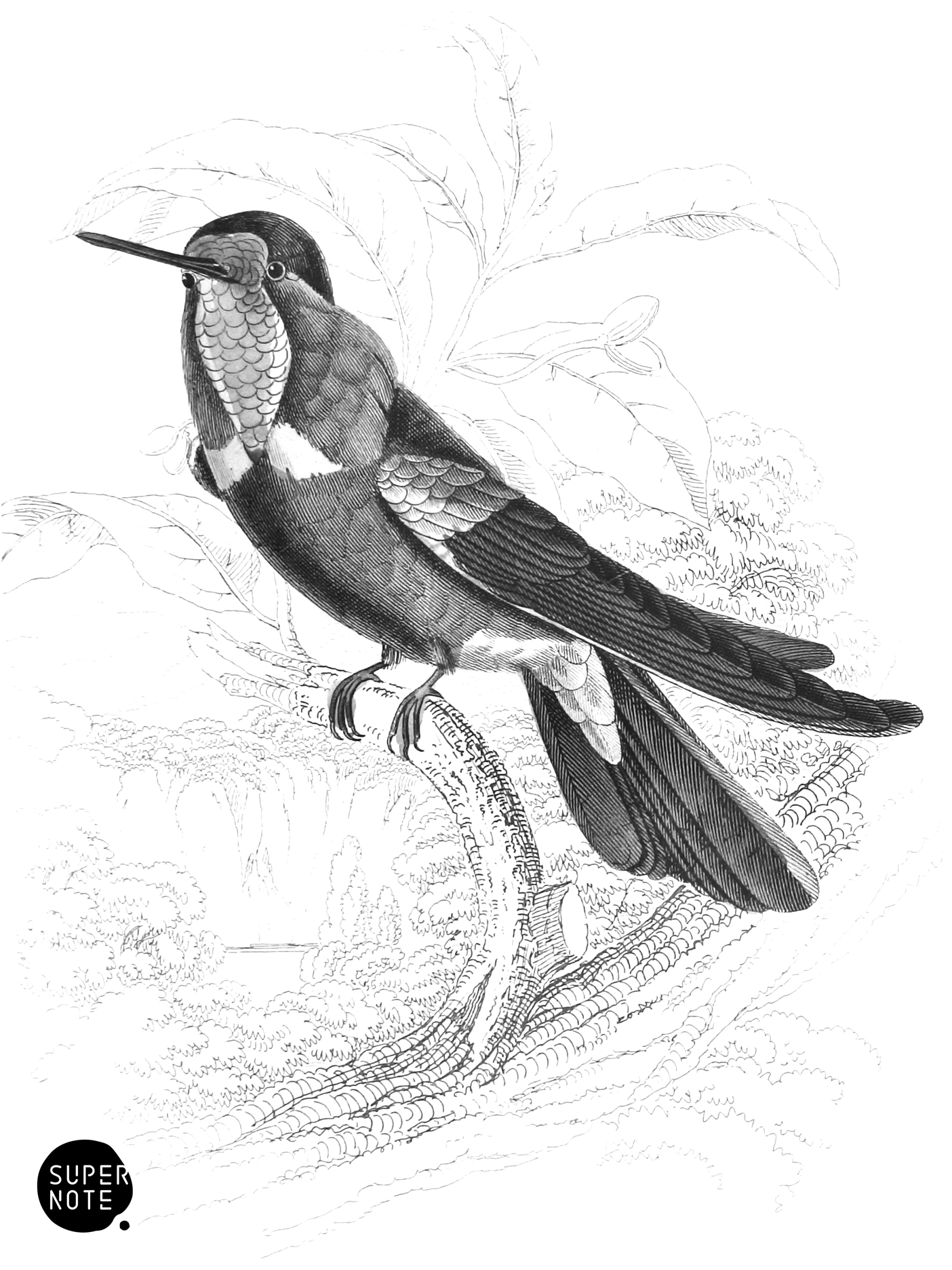 Natterer’s Humming-Bird (vol-01 plate-14).png