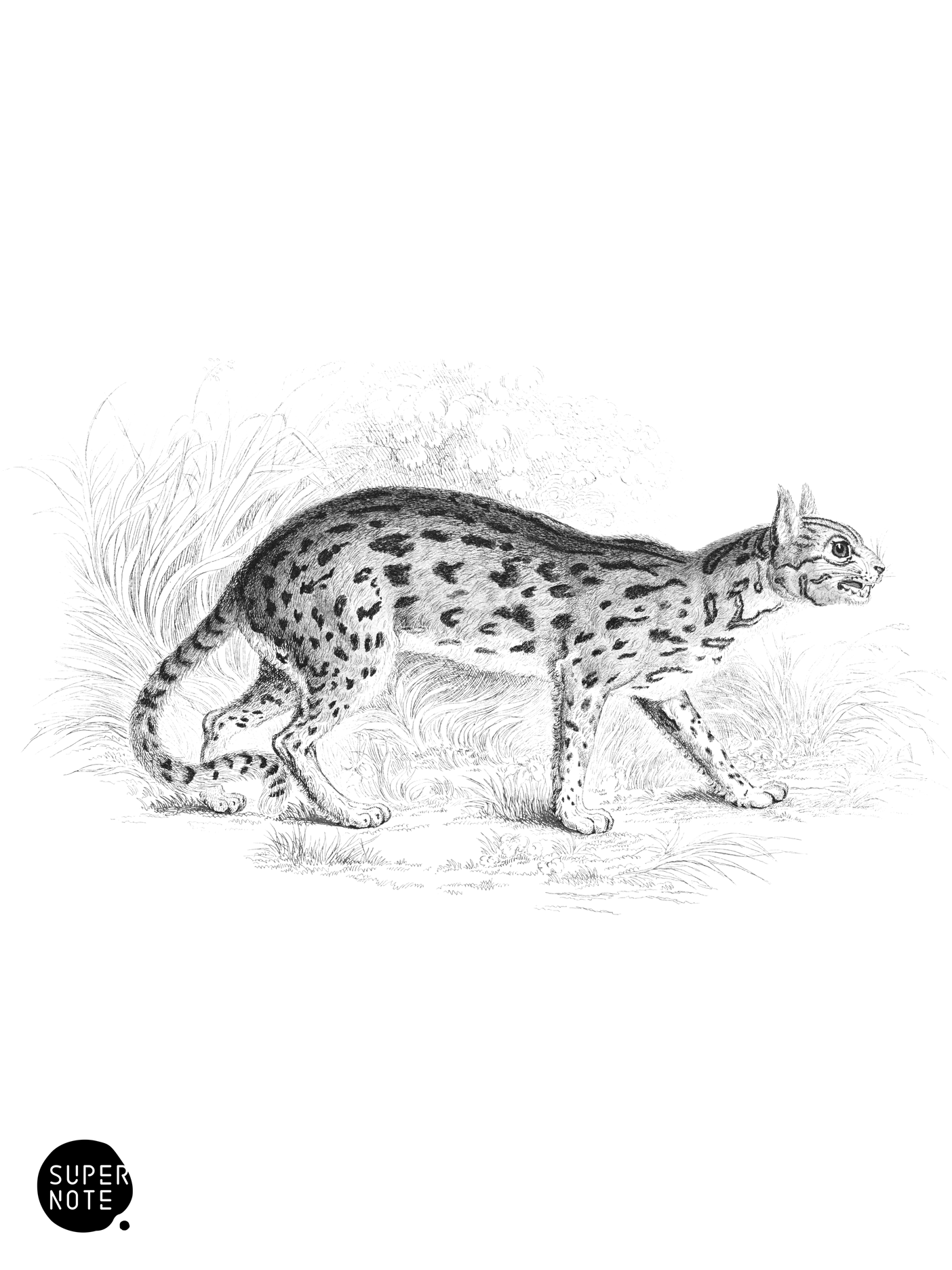 Nepaul Cat (vol-04 plate-23).png