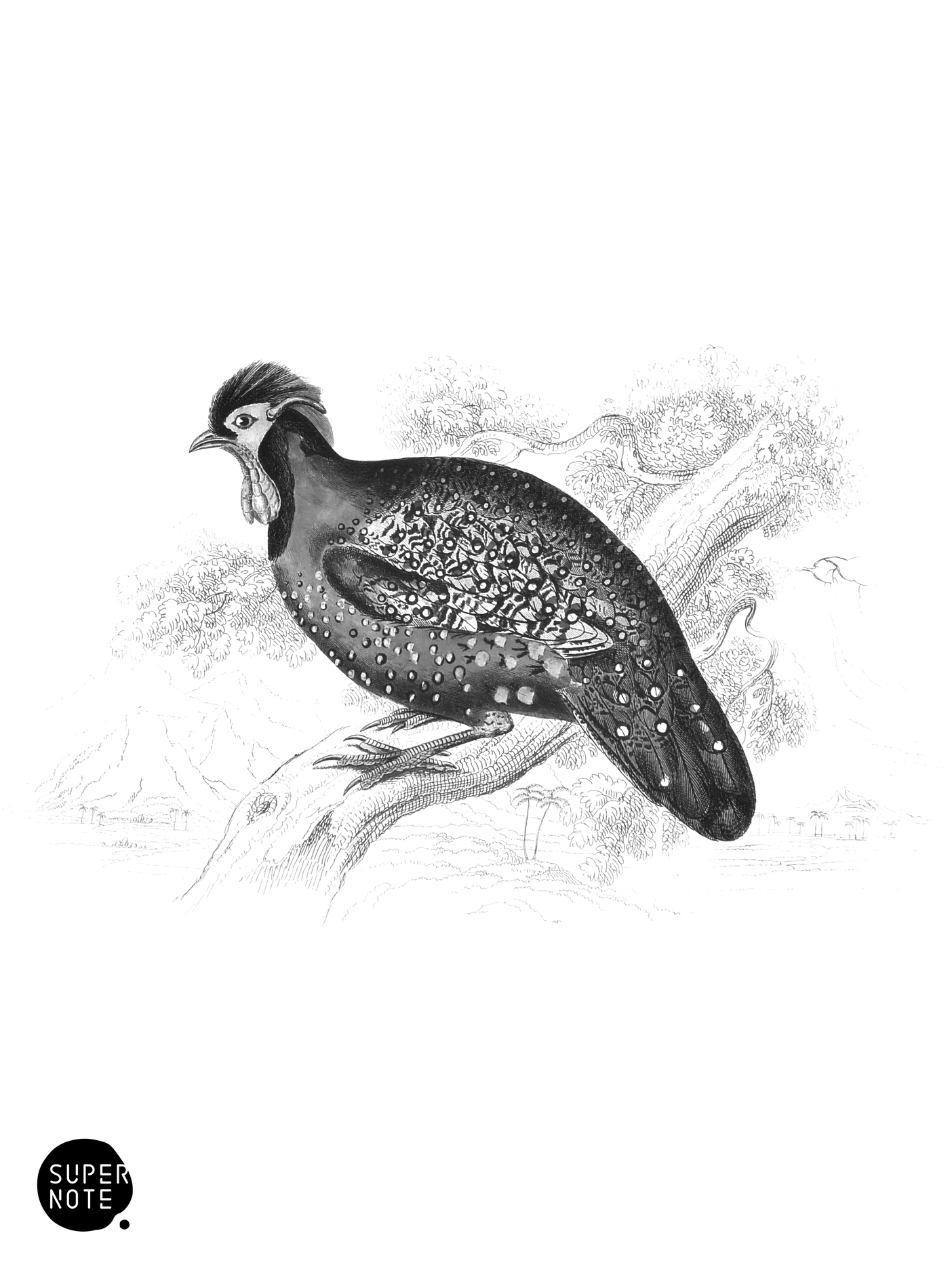 Nepaul or Horned Tragopan (vol-05 plate-24).png