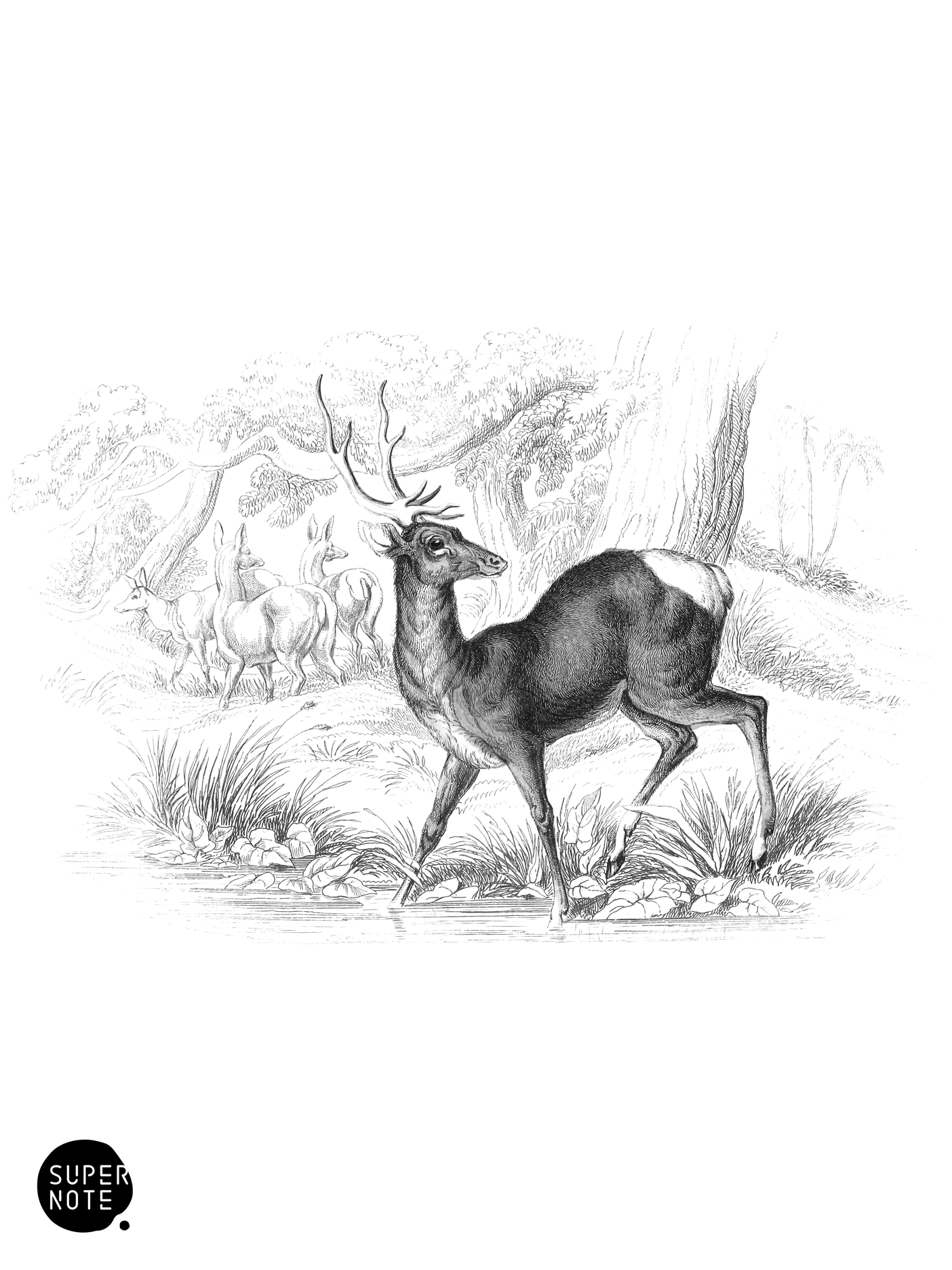 Nepaul Stag (vol-11 plate-10).png