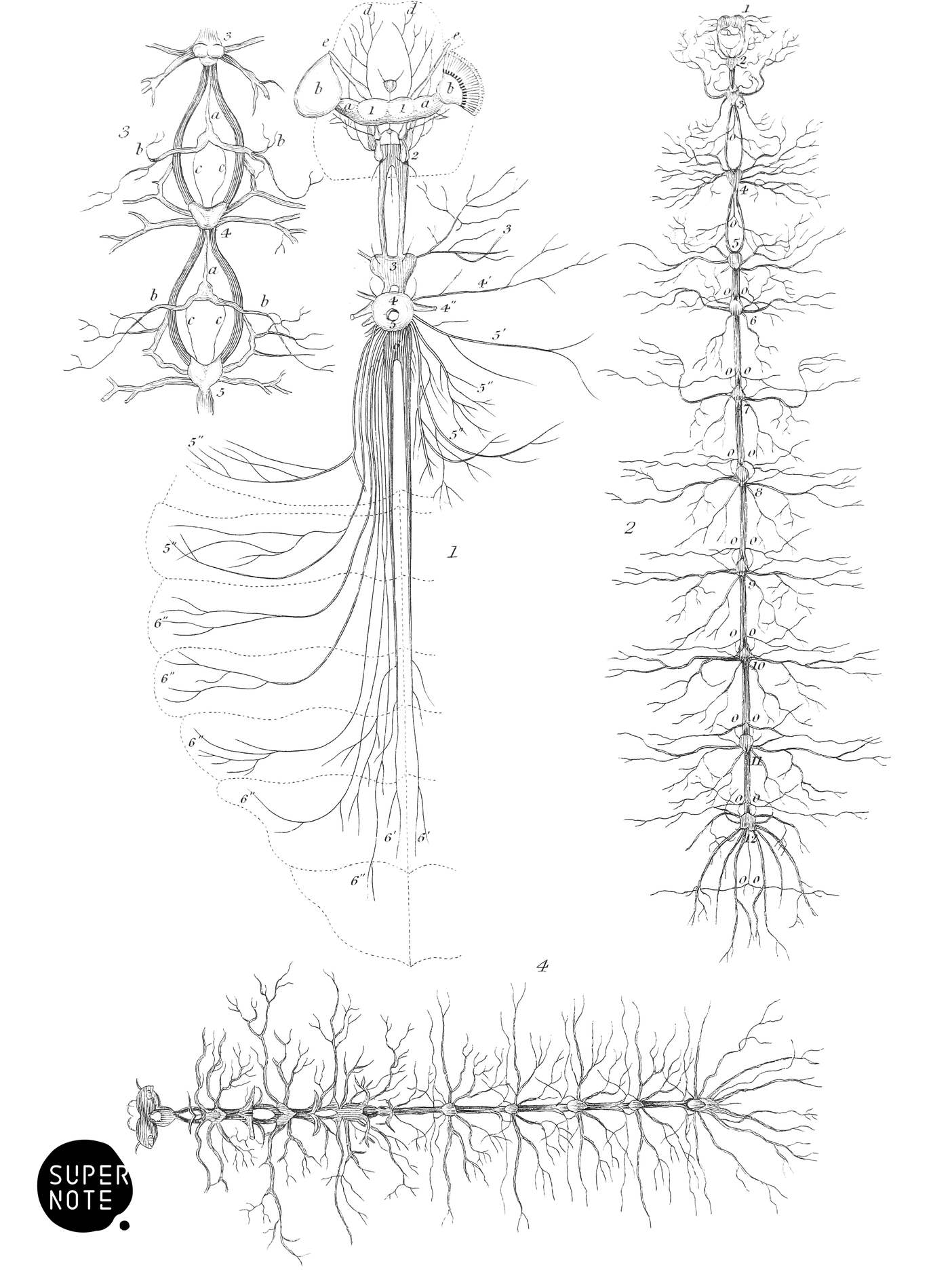 Nervous System of Insects (vol-29 plate-4).png
