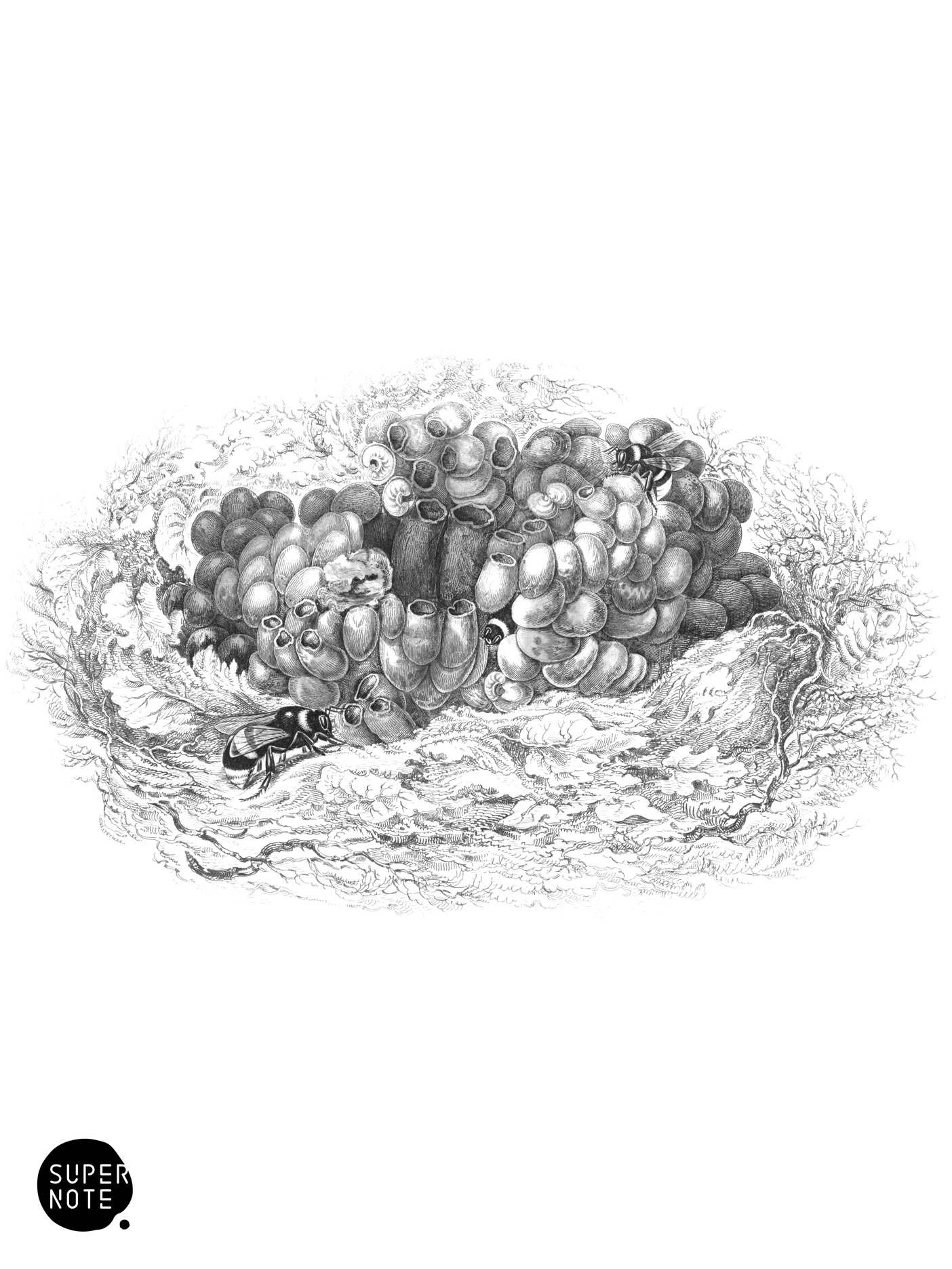 Nest of the Common Humble-Bee (vol-26 plate-15).png