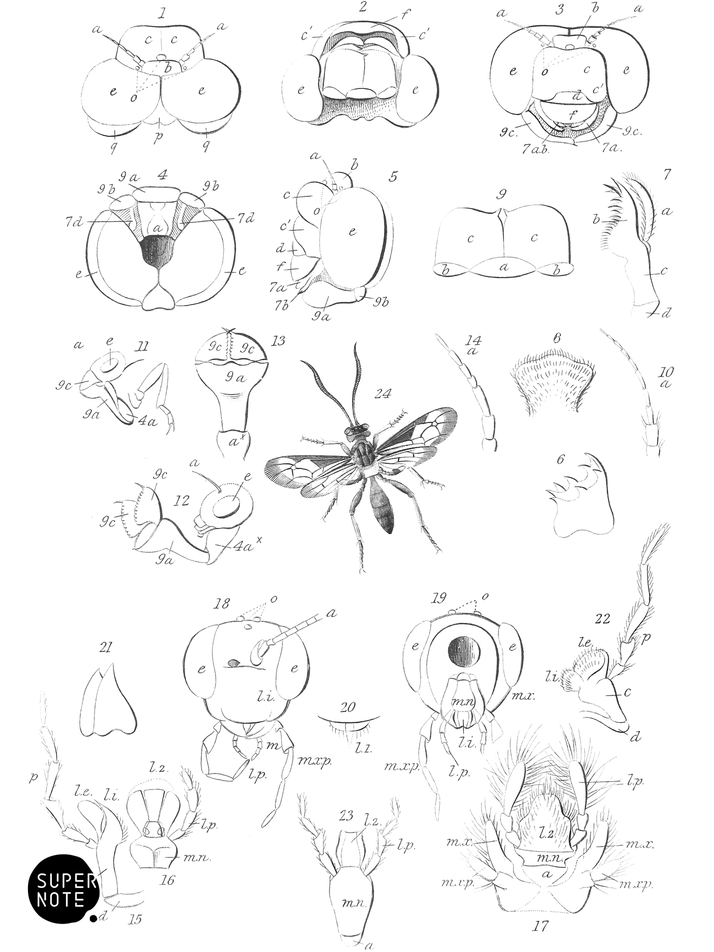 Neuroptera Anatomy & Joppa Antennata (vol-29 plate-26).png