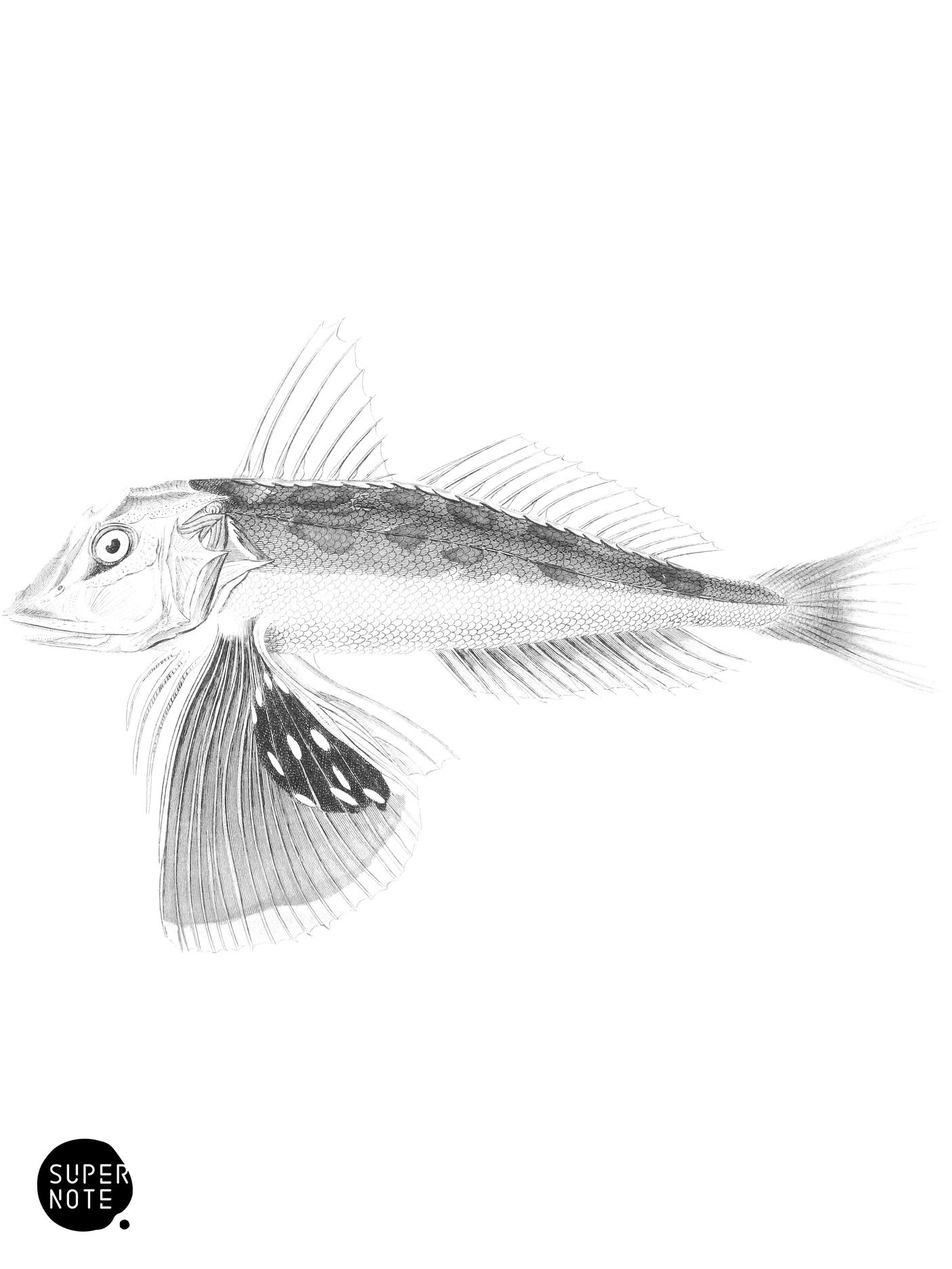New Zealand Gurnard (vol-27 plate-6).png