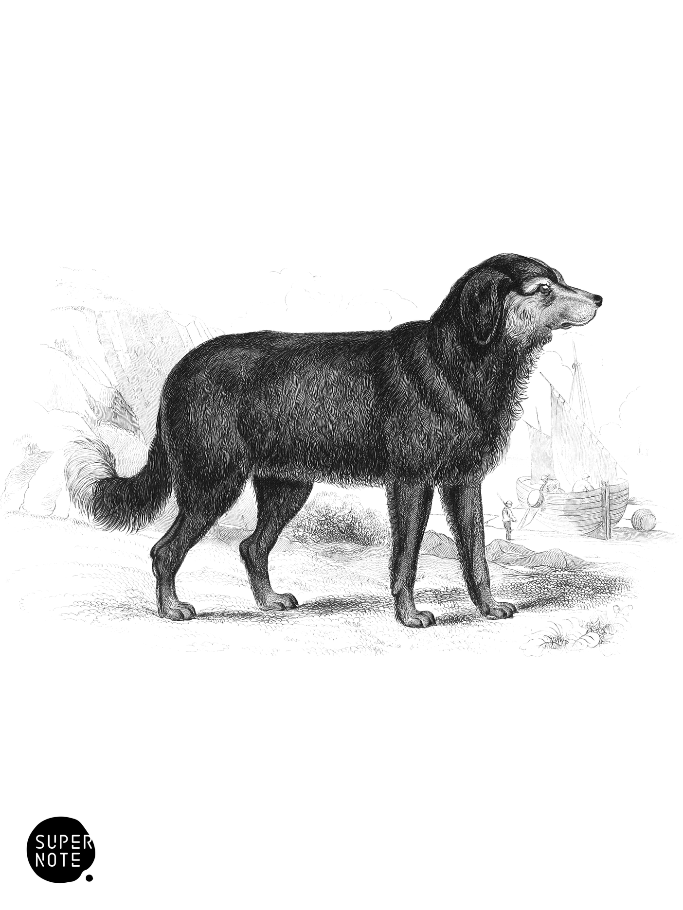 Newfoundland Dog, Original Breed (vol-28 plate-3).png