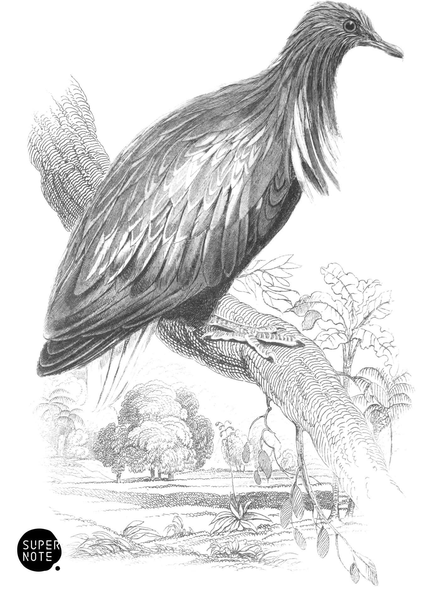 Nicobar Ground Pigeon (vol-09 plate-29).png