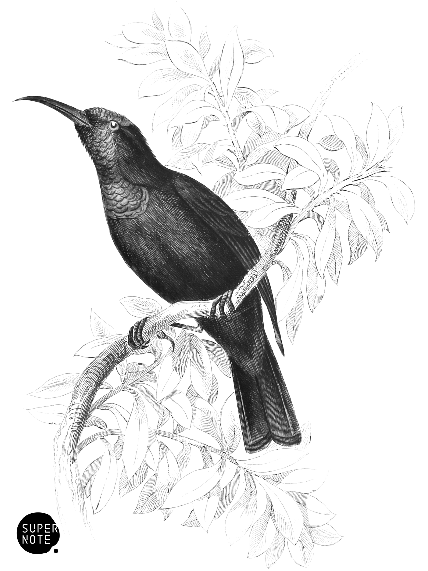 Niger Carmelite Sun-Bird (vol-36 plate-15).png
