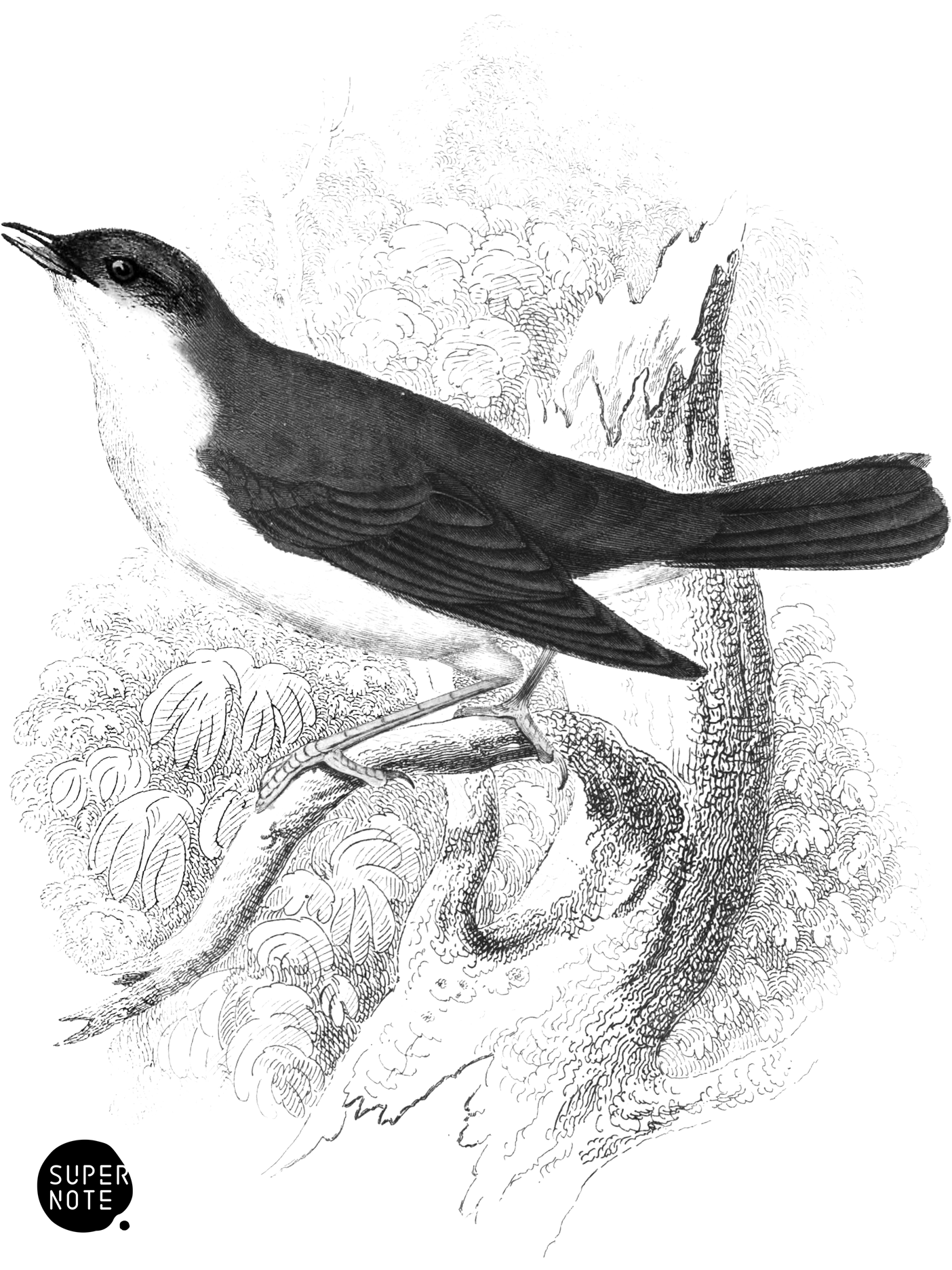 Nightingale (vol-24 plate-7).png