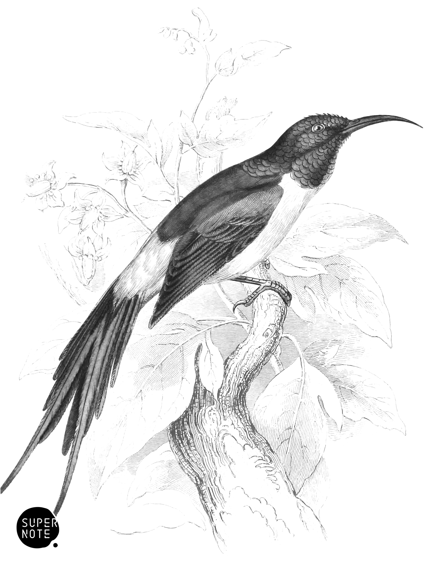 Nipaul Sun-Bird (vol-36 plate-27).png