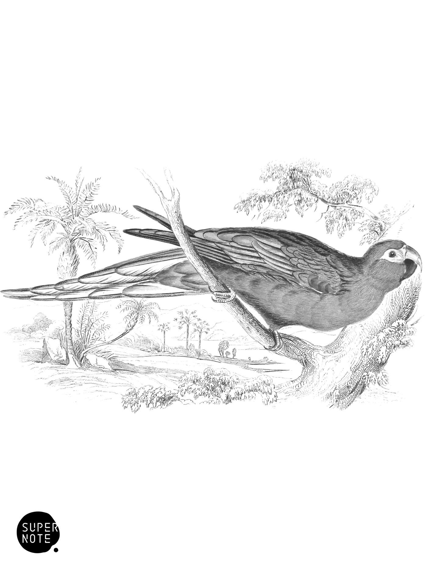 Noble Parrot-Maccaw (vol-15 plate-8).png