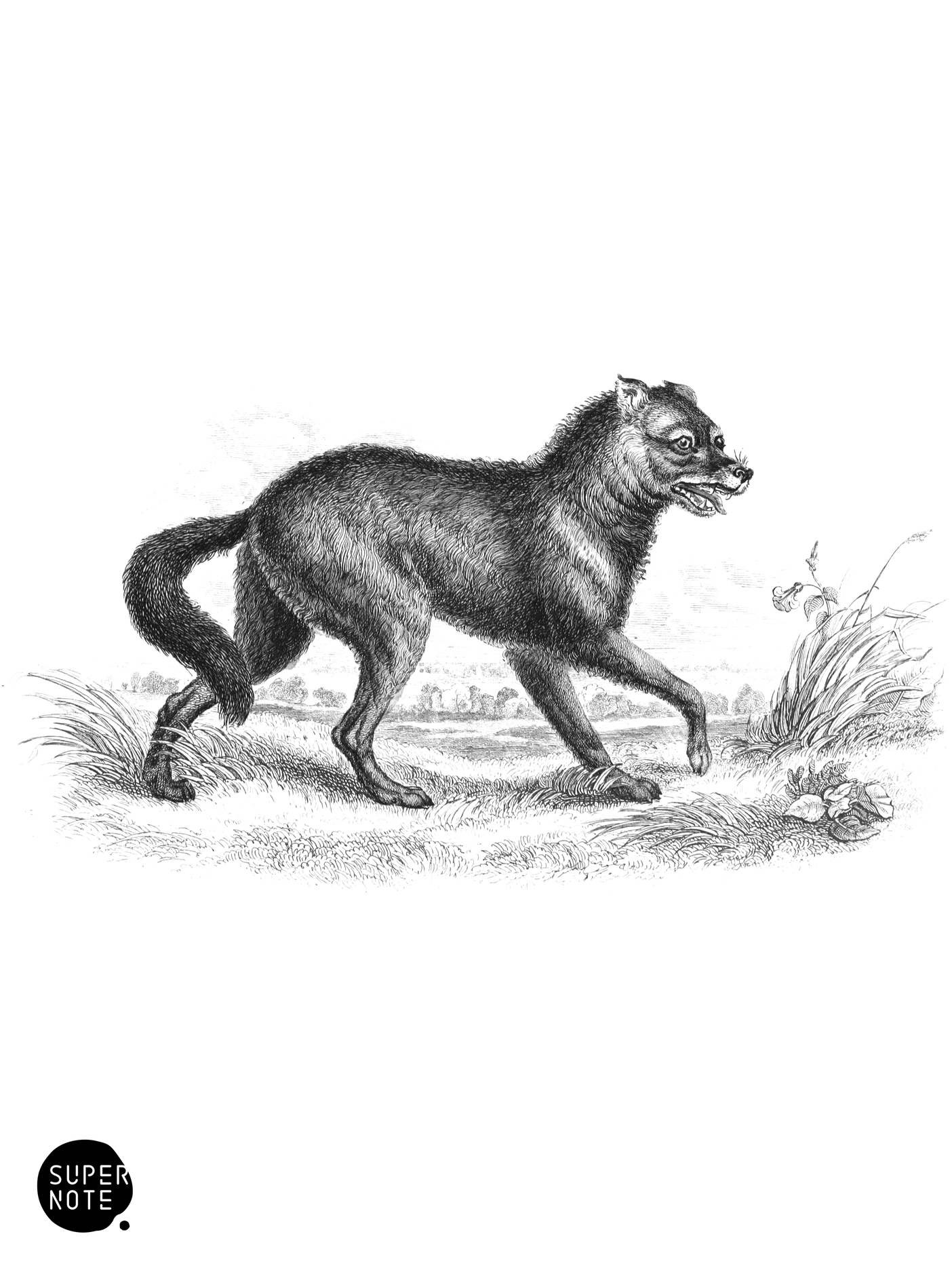 North American Prairie Wolf (vol-25 plate-5).png