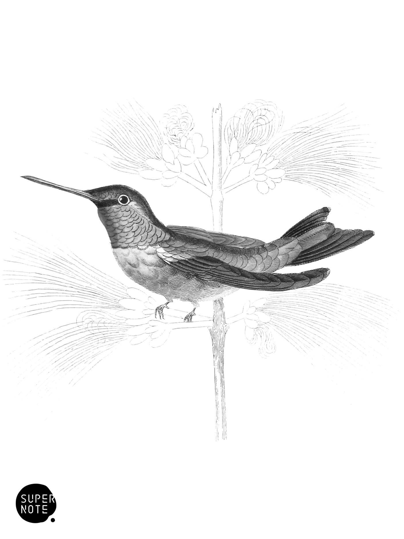 Northern Humming-Bird (vol-01 plate-5).png