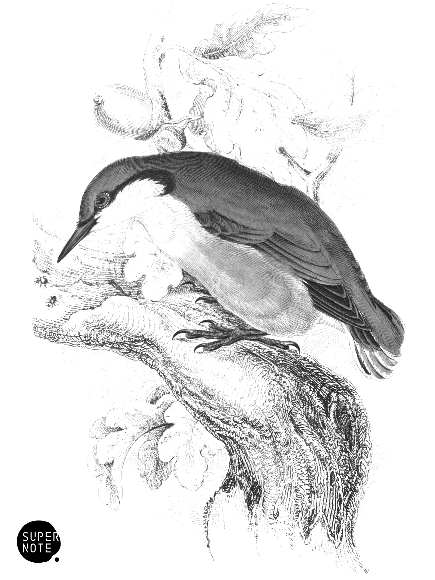 Nuthatch (vol-24 plate-22).png
