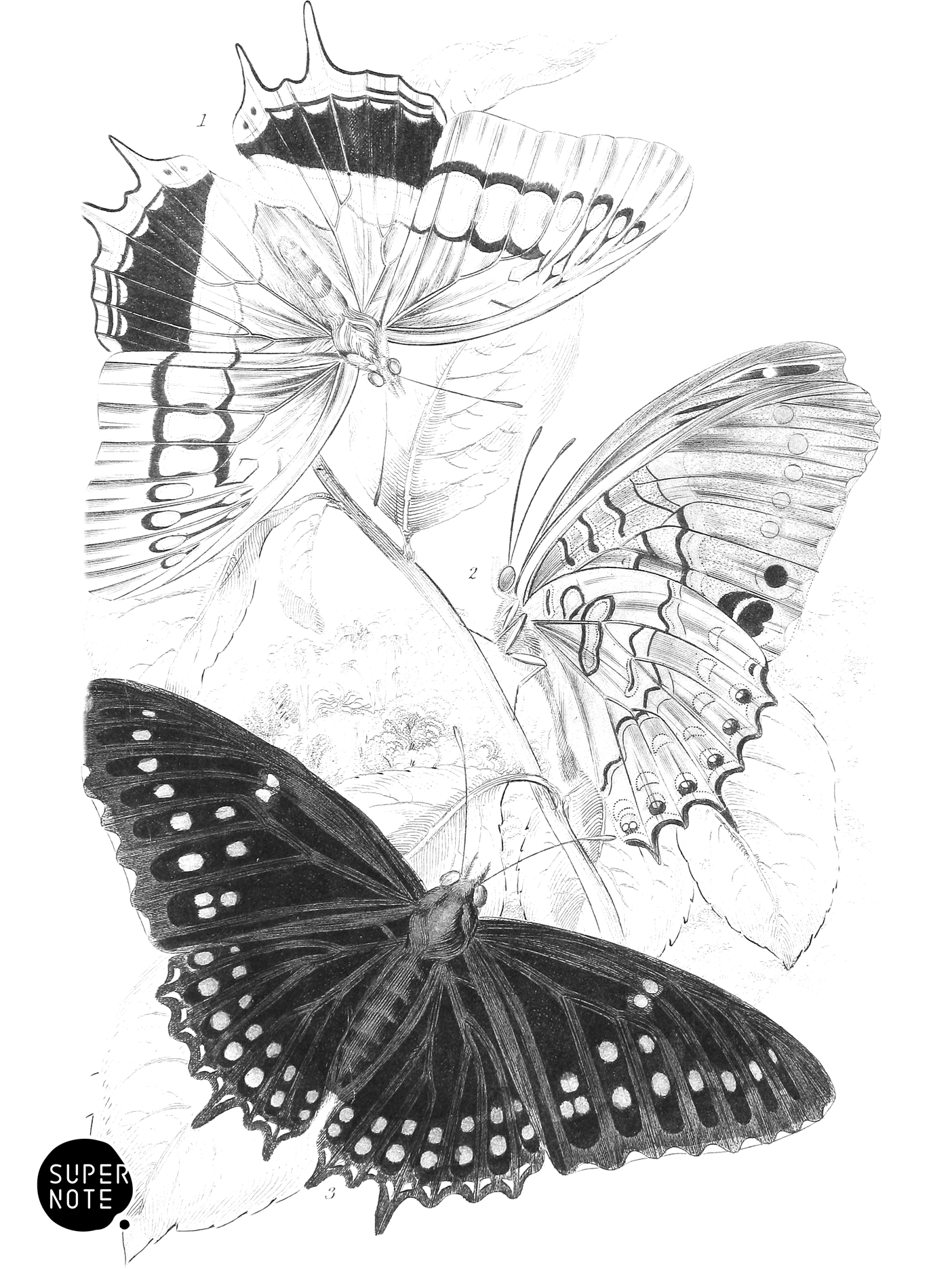 Nymphalis Etheocles & N. Tiridates (vol-18 plate-17).png