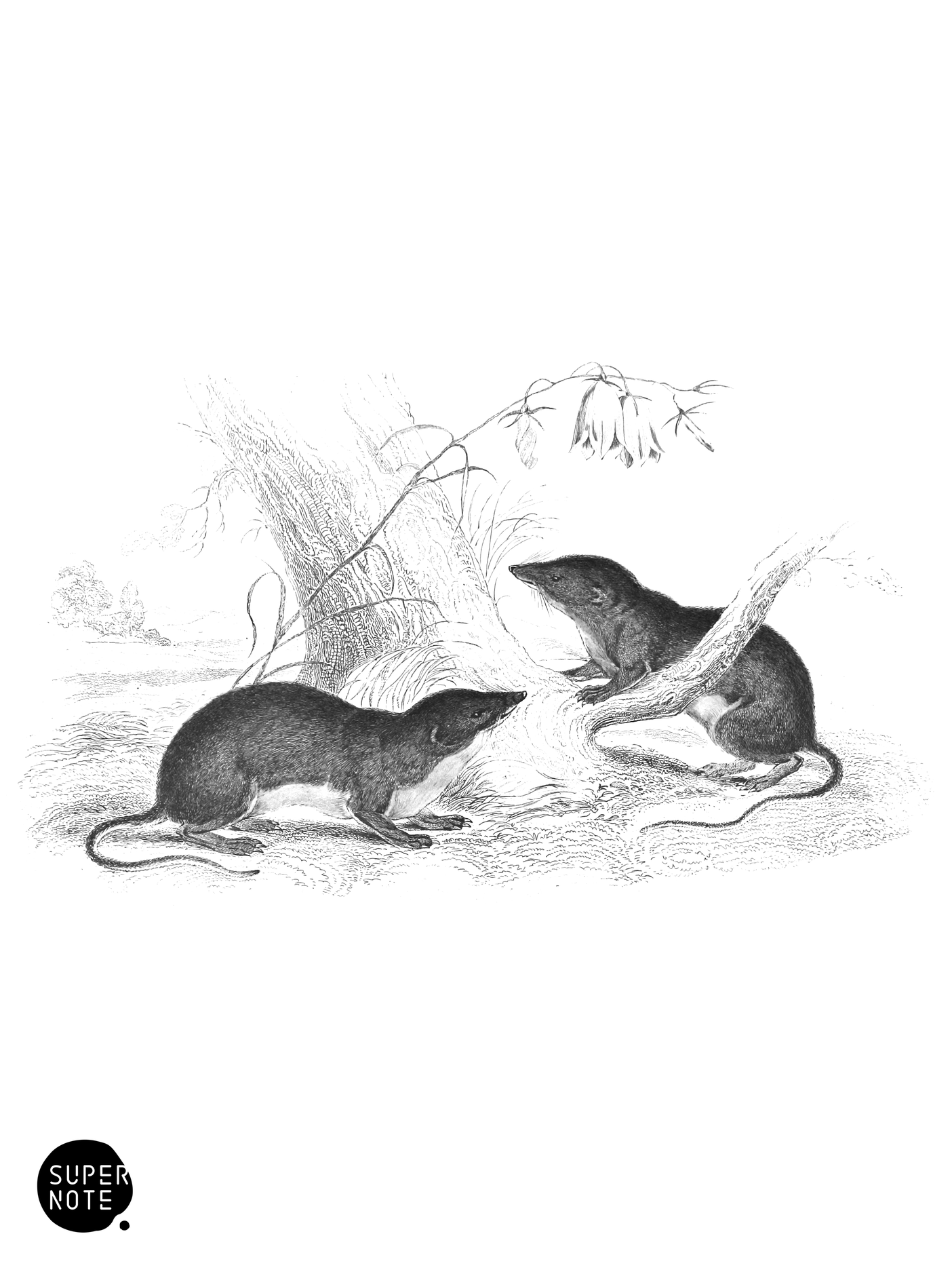 Oared Shrew (vol-22 plate-7).png