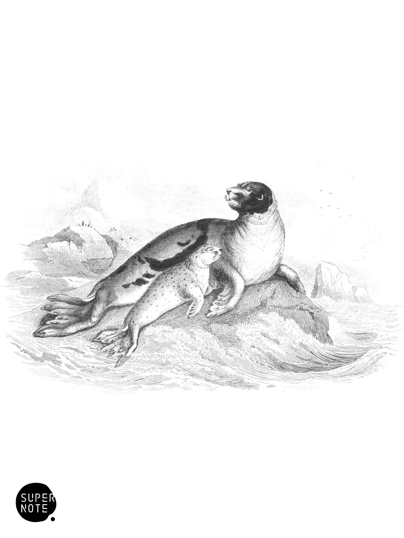 Ocean Seal (vol-23 plate-7-star).png