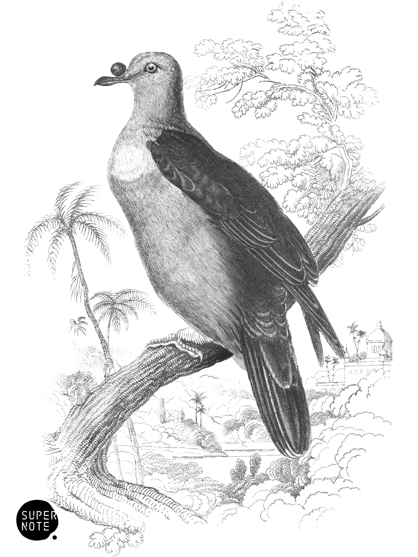 Oceanic Fruit-Pigeon (vol-09 plate-7).png