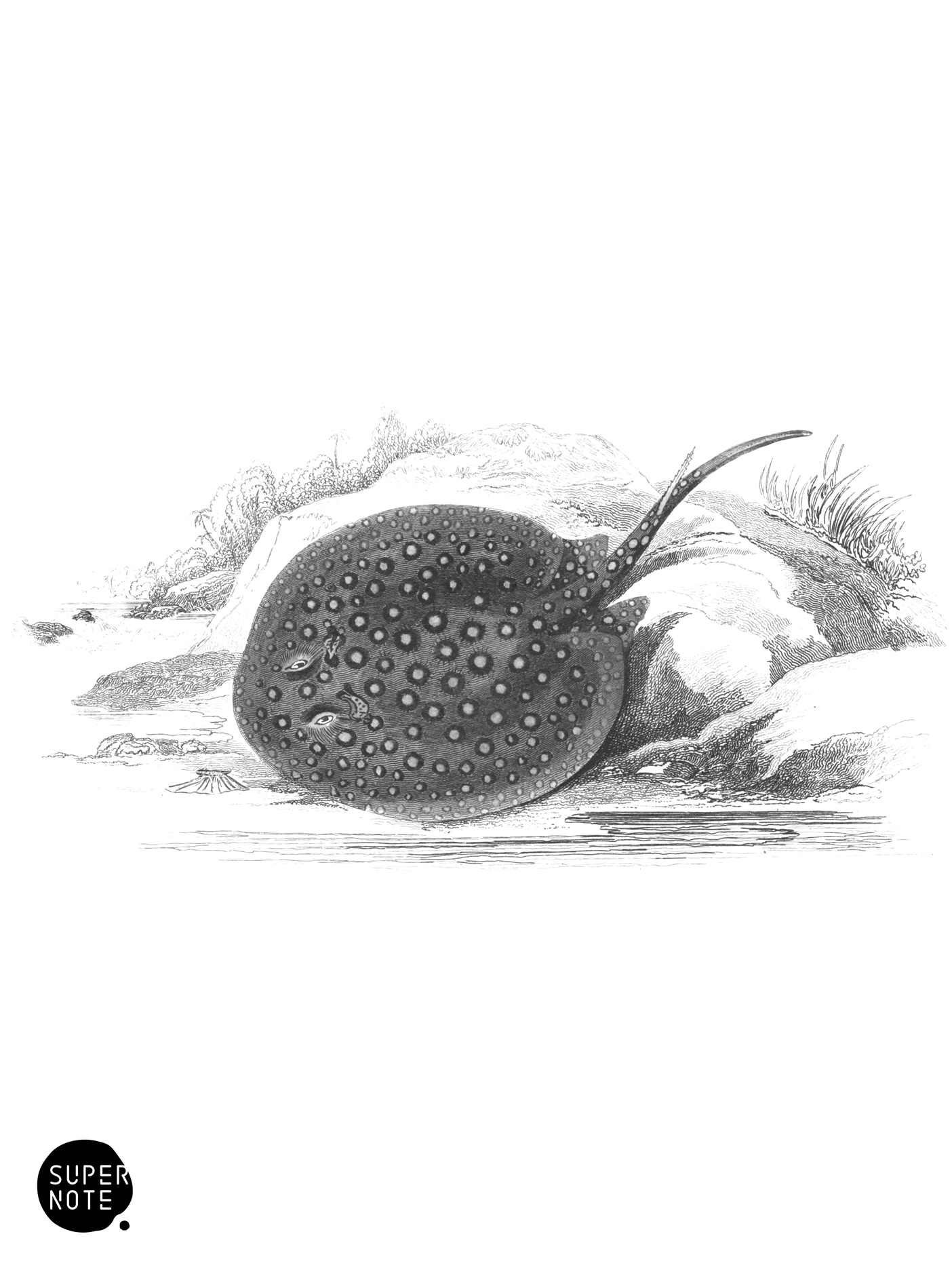 Ocellated Trygon (vol-38 plate-21).png