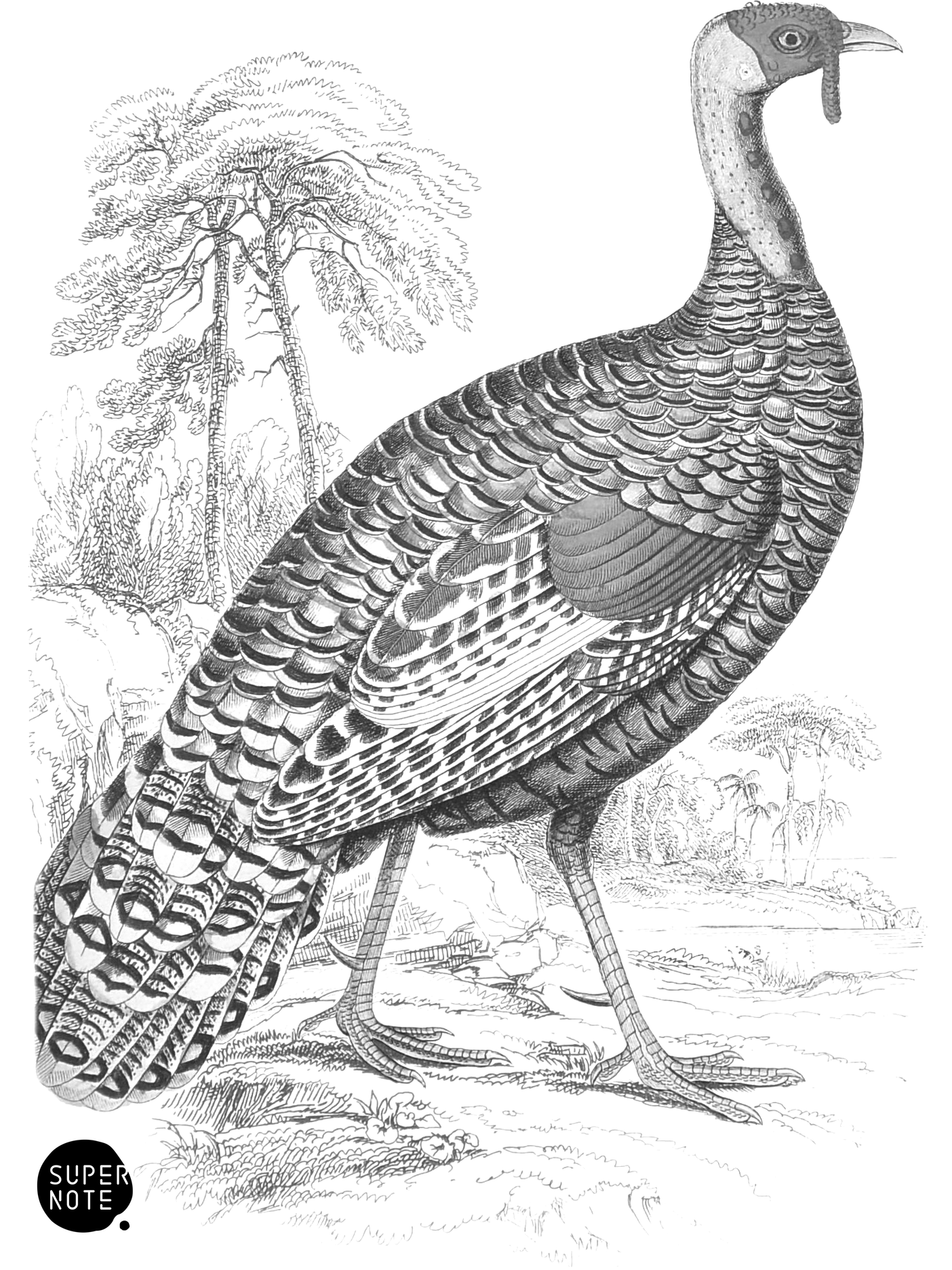 Ocellated Turkey (vol-05 plate-3).png