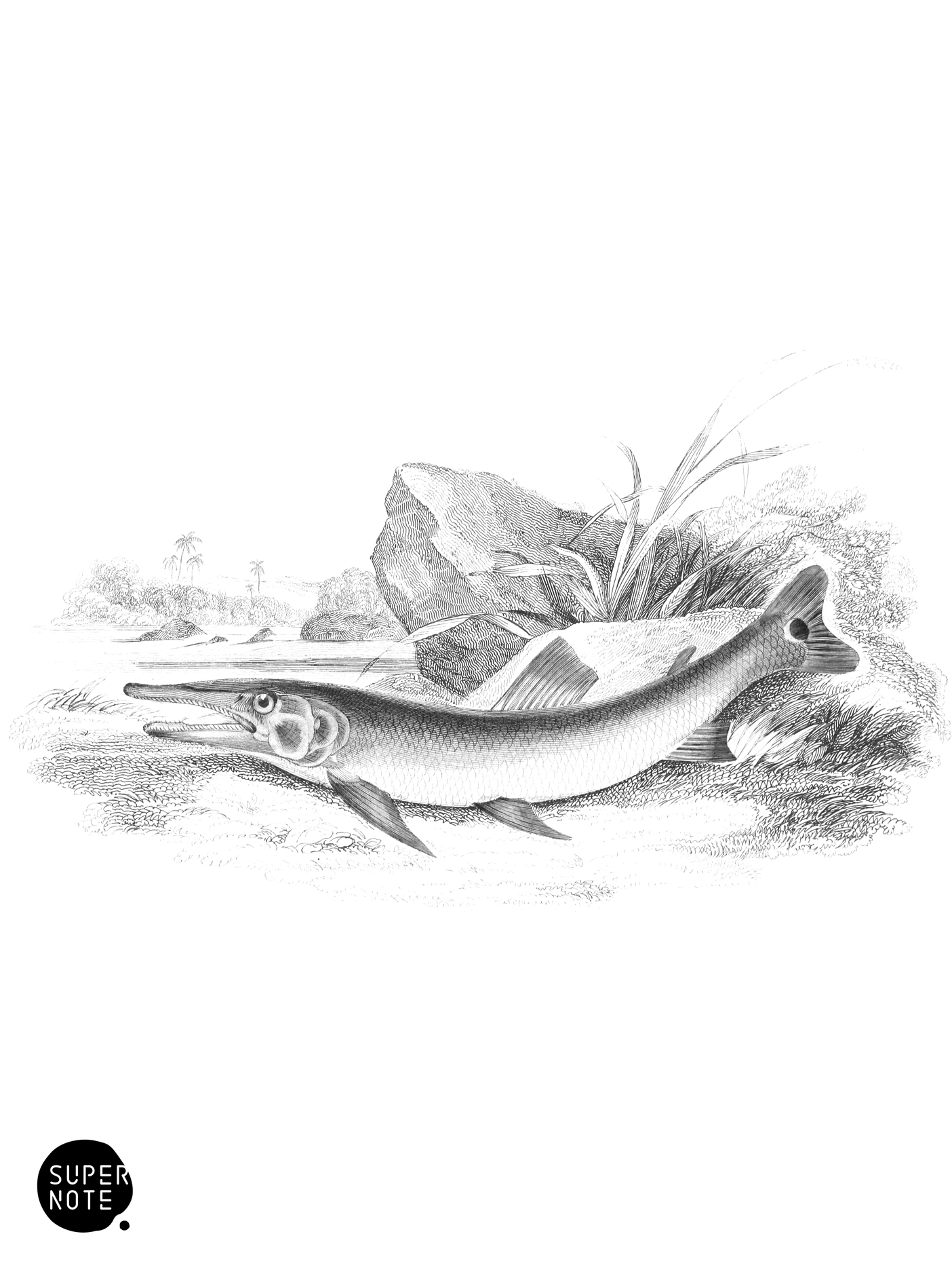 Ocellated Xiphostoma (vol-32 plate-23).png