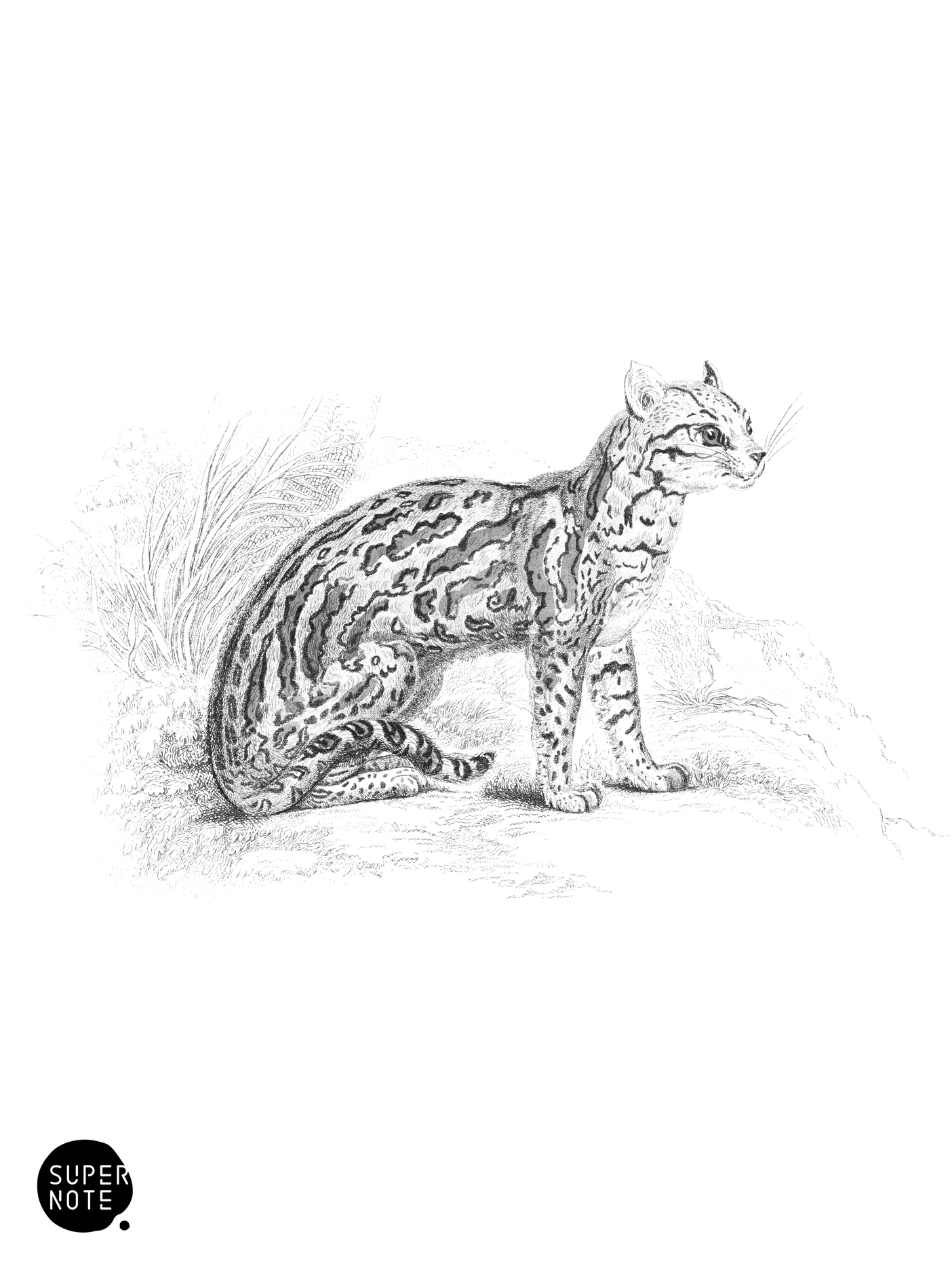 Ocelot (vol-04 plate-16).png