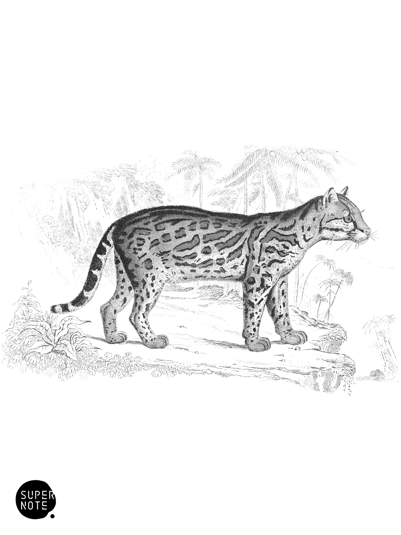Ocelot (vol-04 plate-17).png
