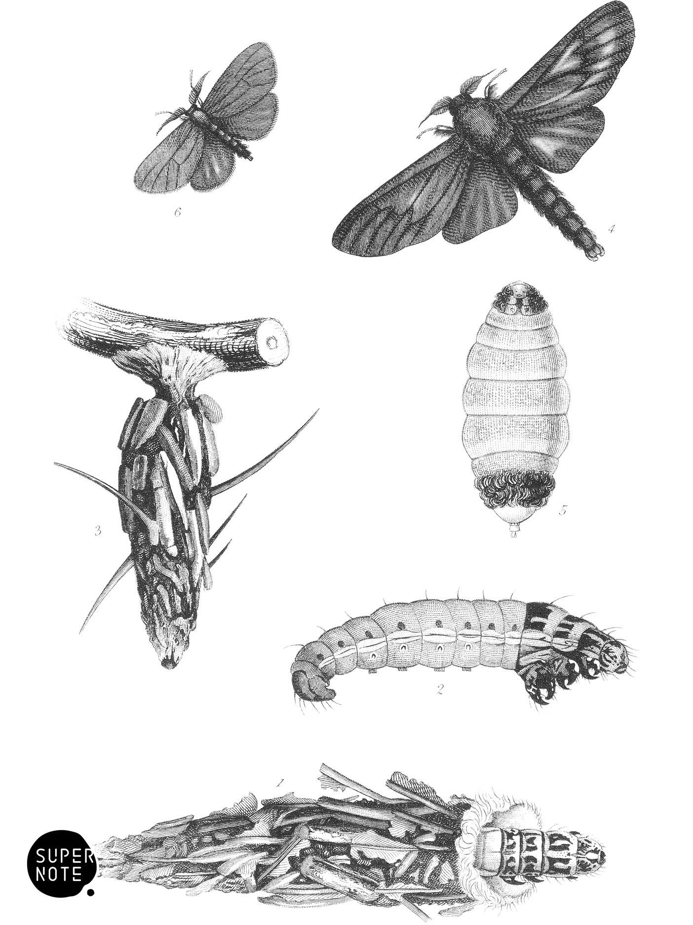 Oiketicus Kirbyi & Cryptothelea Macleayi (vol-33 plate-9).png