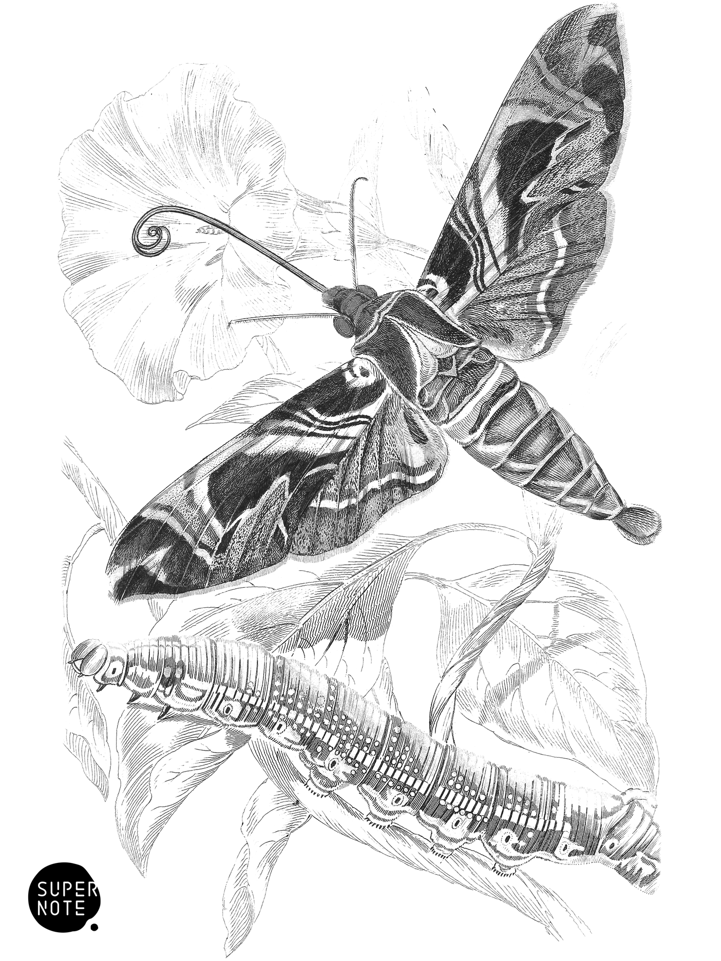 Oleander Hawk-Moth (vol-14 plate-9).png