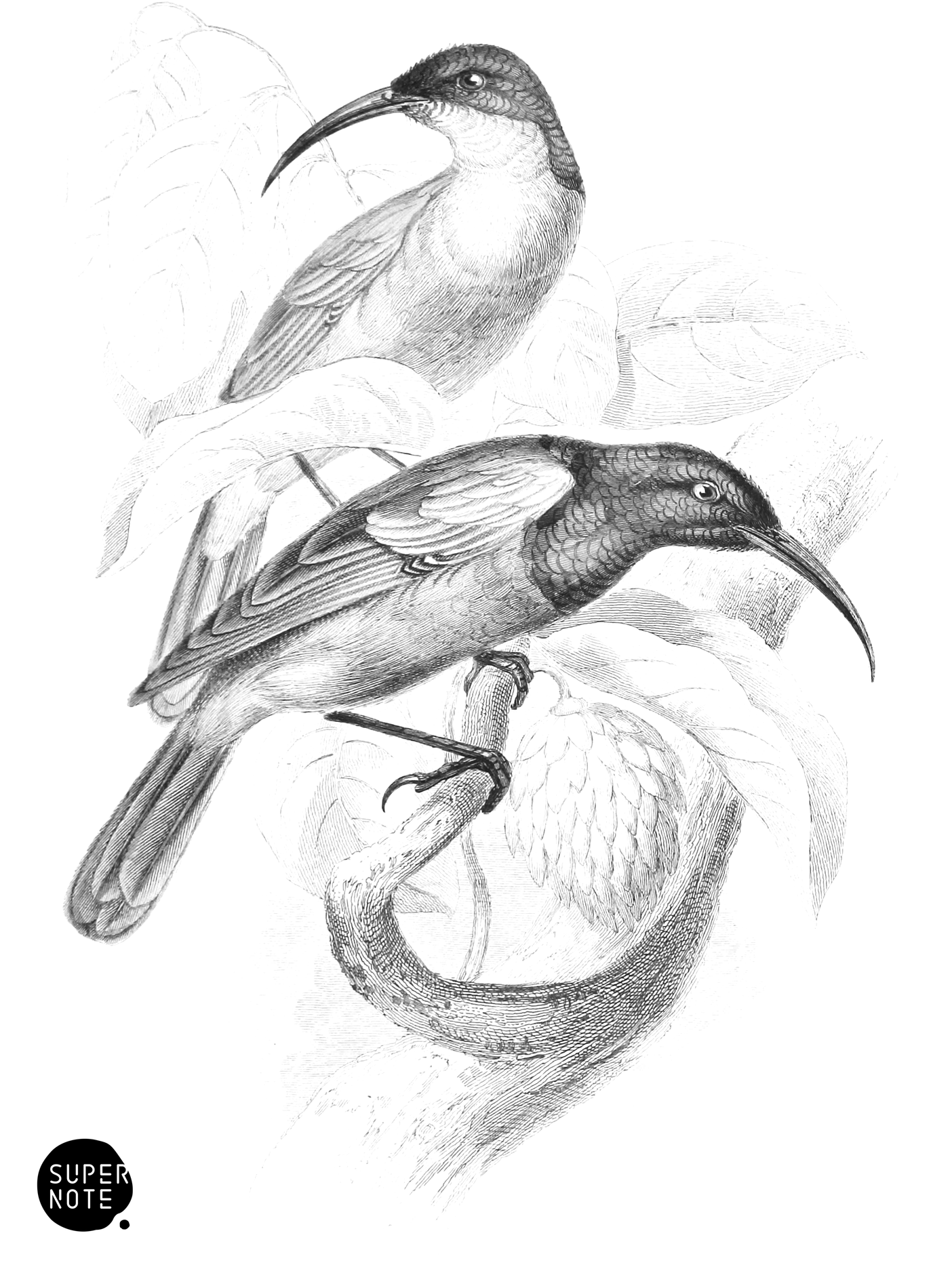 Olive-Backed Sun-Bird (vol-36 plate-10).png