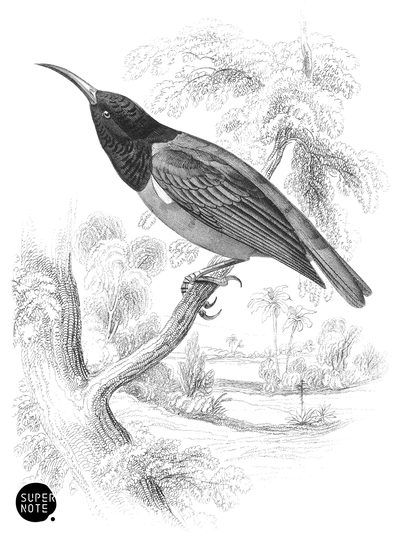 Olive-Backed Sunbird (vol-19 plate-16).png