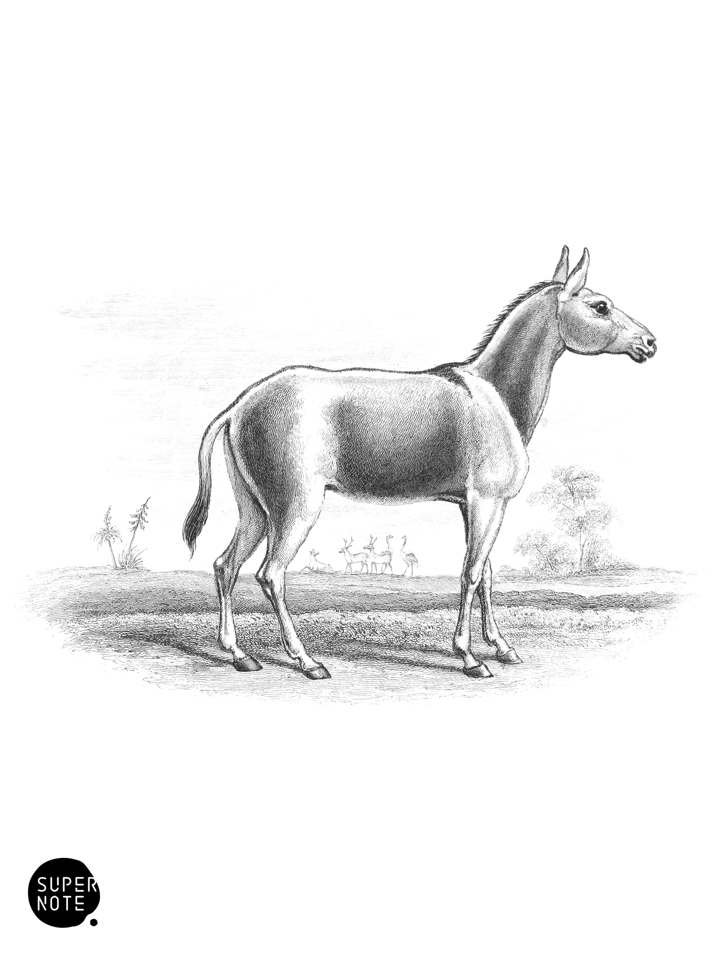 Onager, Koulan, or Wild Ass (vol-31 plate-18).png