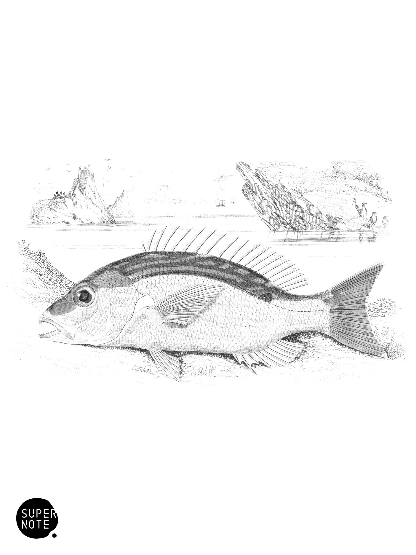 One Spotted Mesoprion (vol-07 plate-24).png