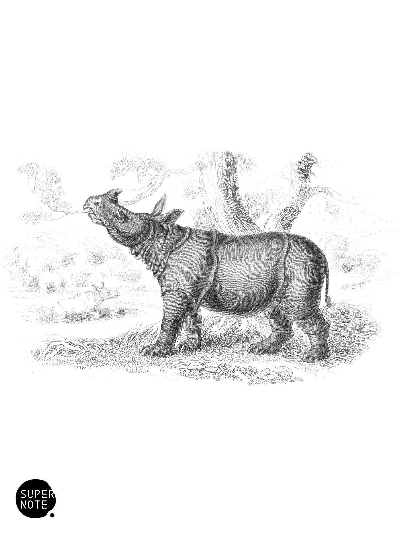 One-Horned Sumatran Rhinoceros (vol-13 plate-10).png