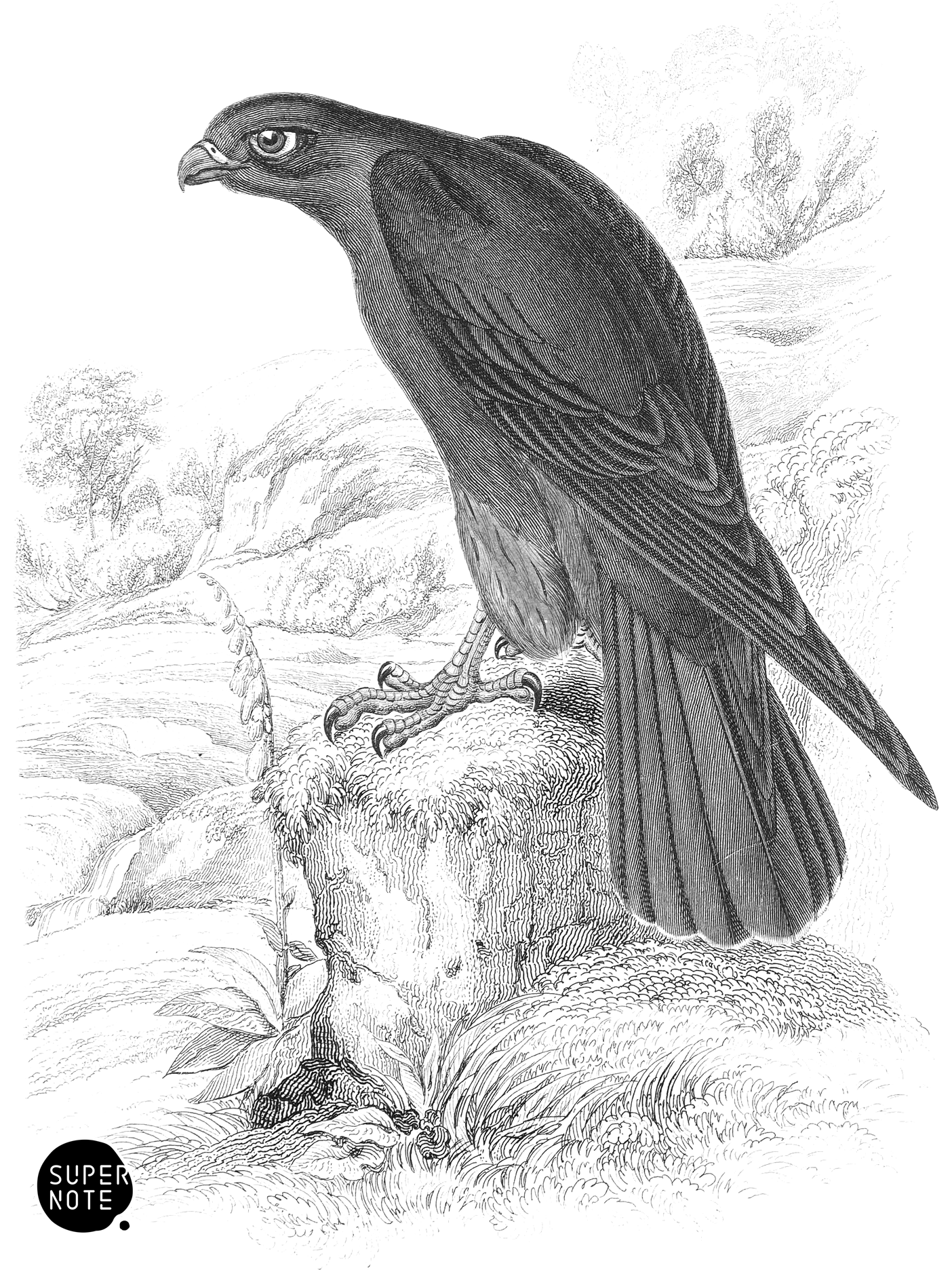 Orange Legged Falcon (vol-20 plate-7).png