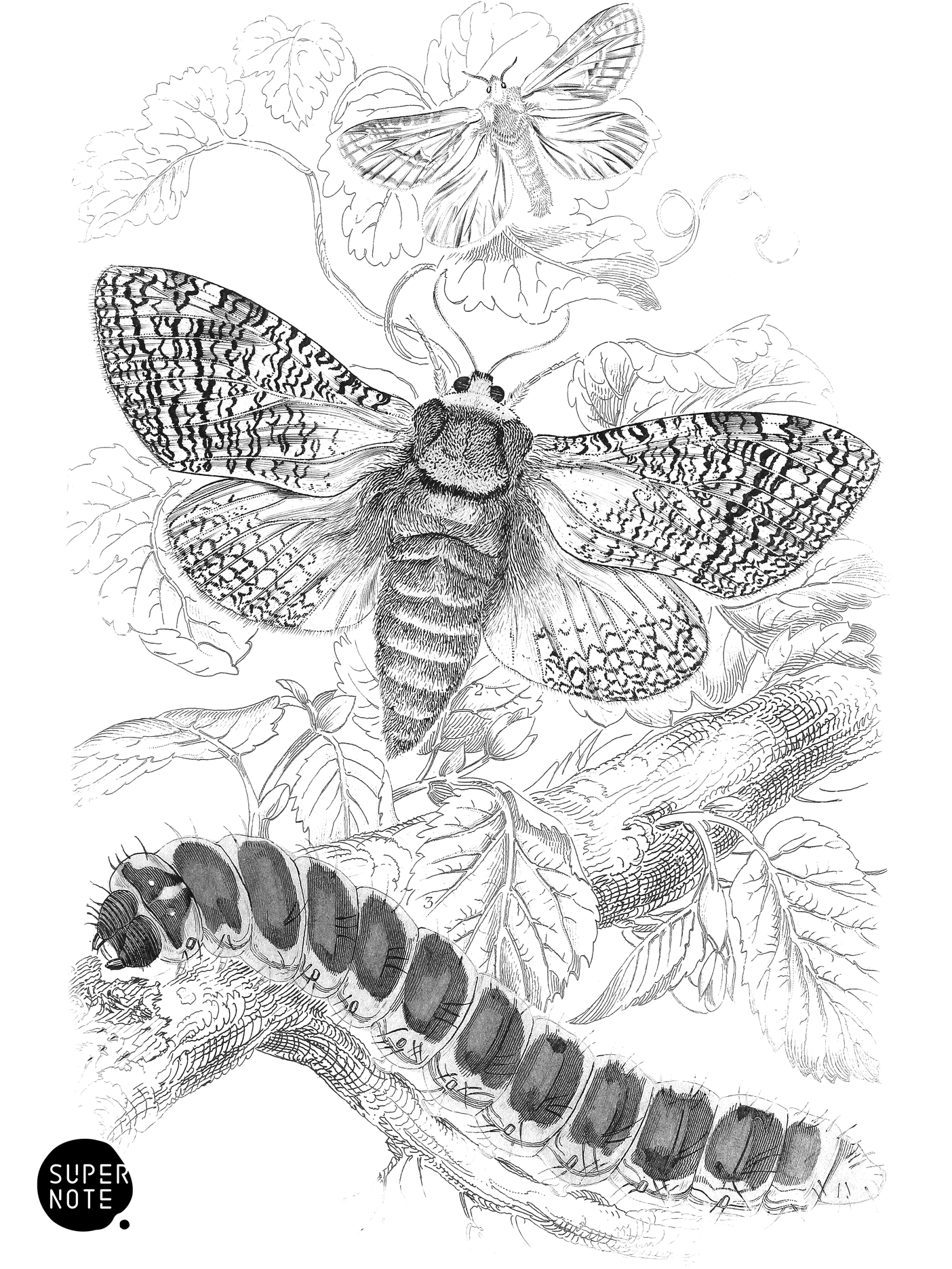 Orange Swift & Goat-Moth (vol-14 plate-14).png