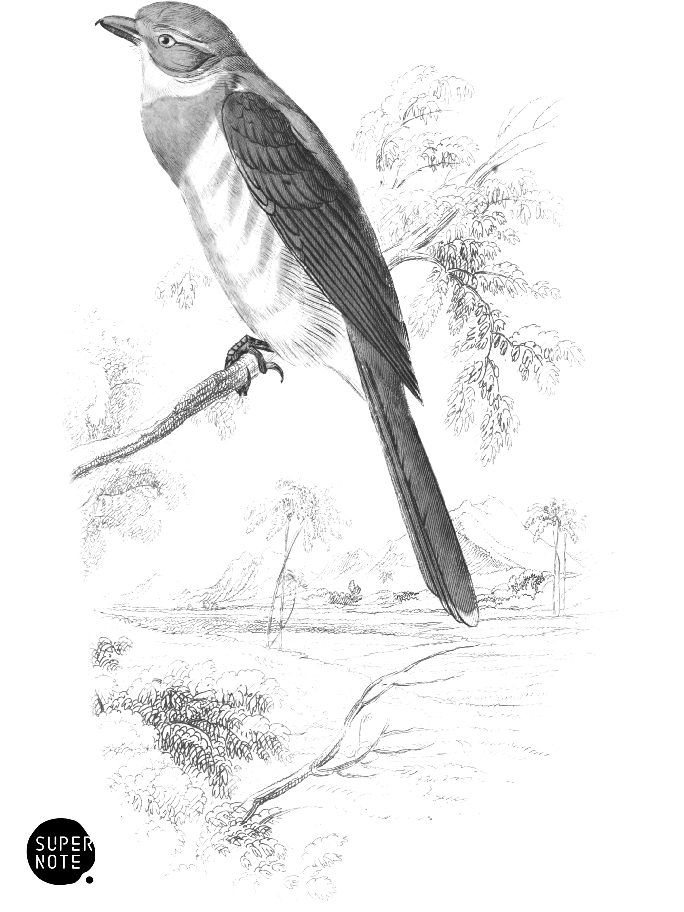 Orange-Breasted Bush-Shrike (vol-17 plate-25).png