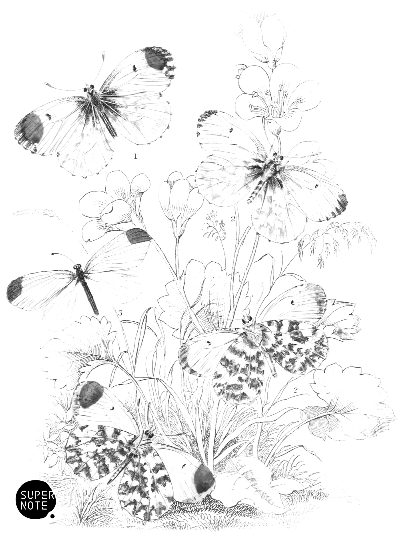 Orange-Tip & Wood White Butterflies (vol-10 plate-10).png